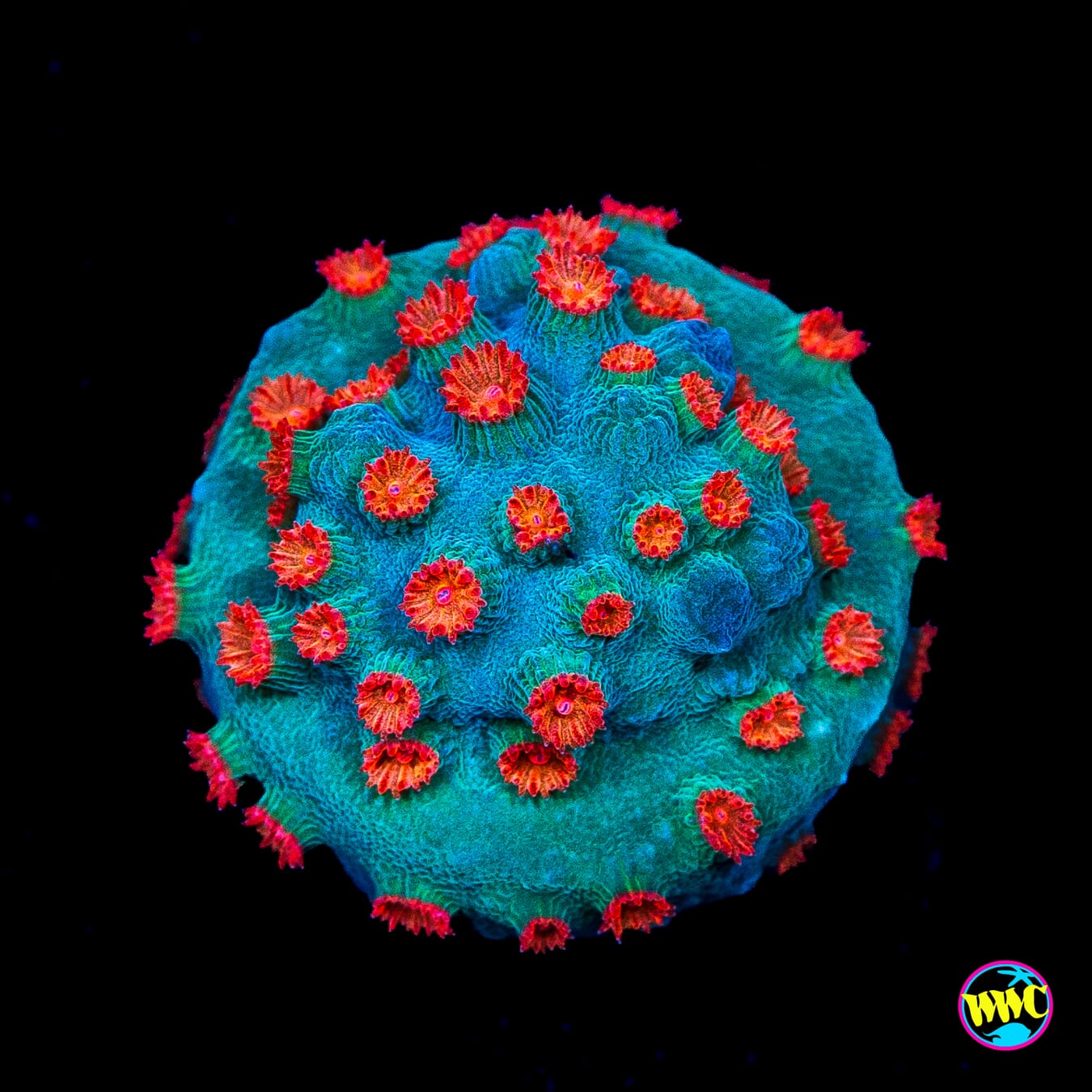 WWC Meteor Shower Cyphastrea