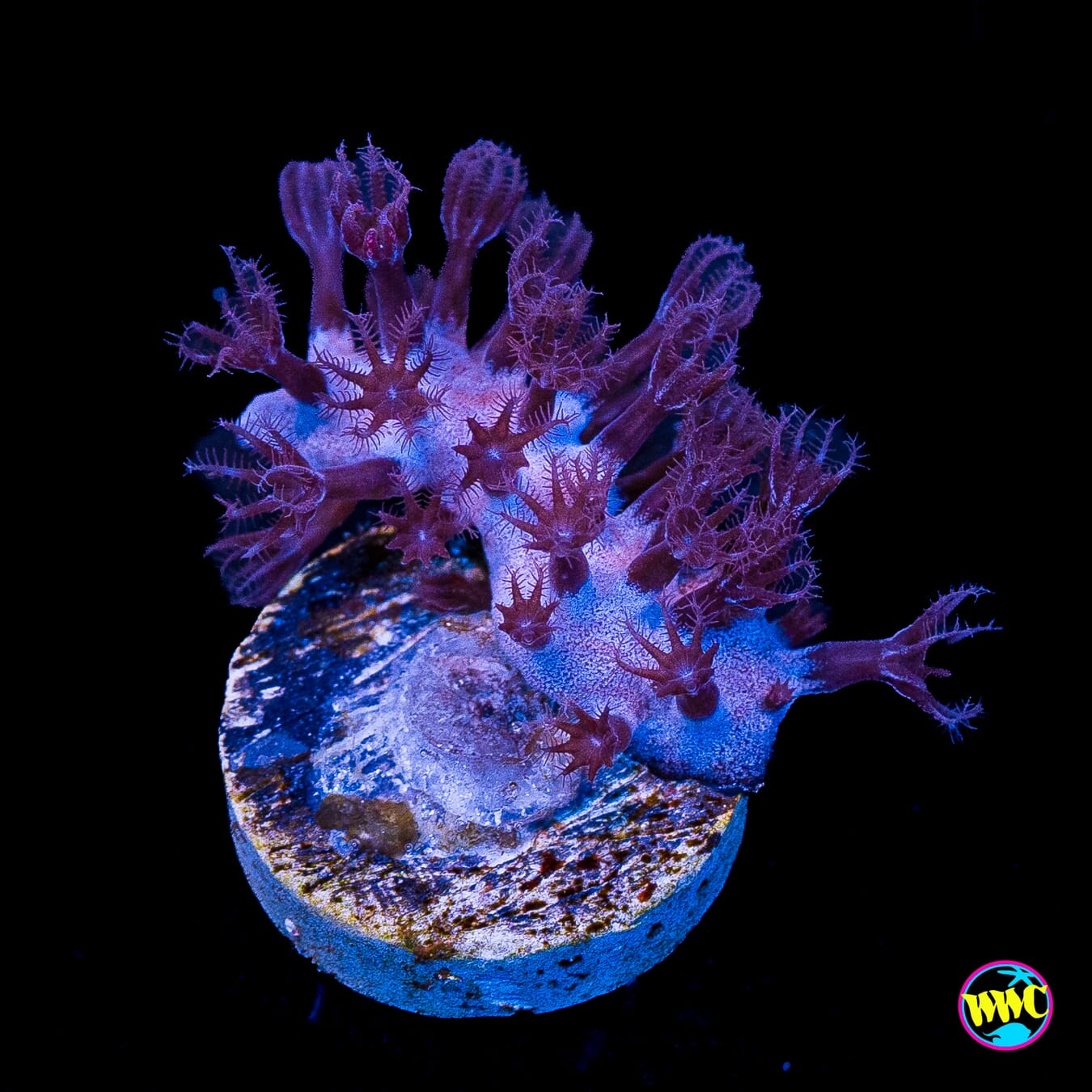 Tracy Morgonian Gorgonian