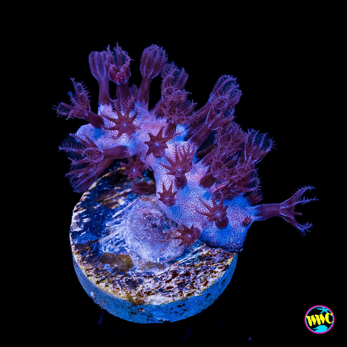 Tracy Morgonian Gorgonian