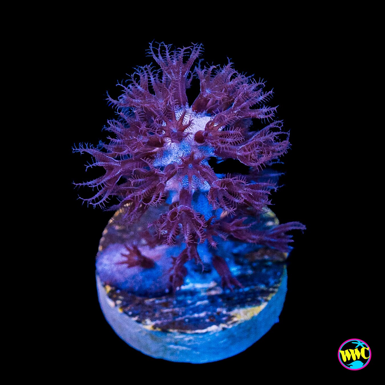 Tracy Morgonian Gorgonian