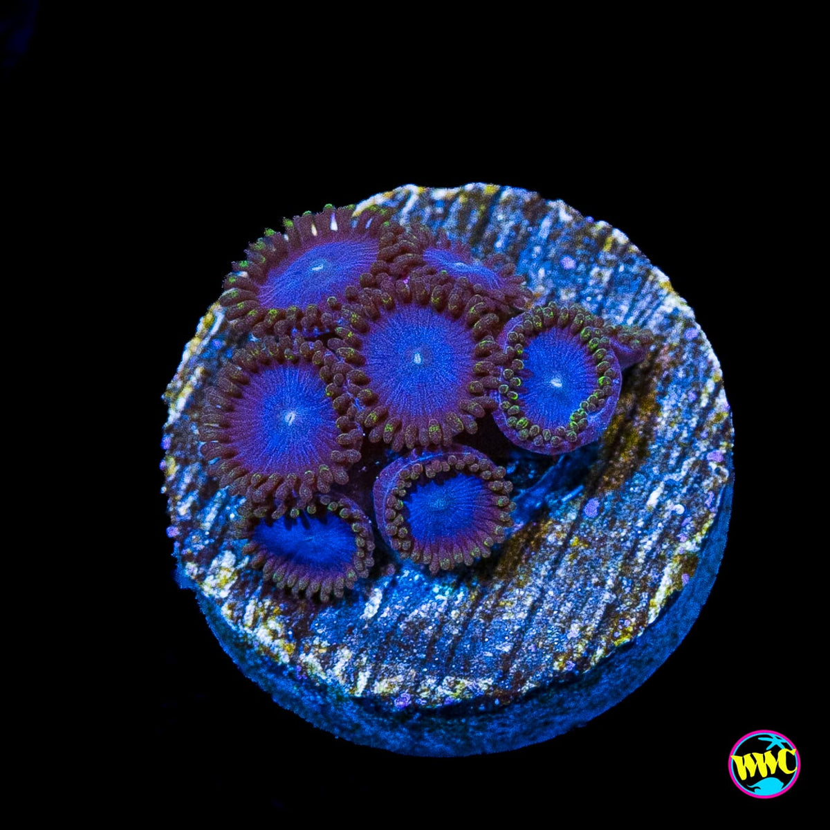 Tubbs Blues Zoanthids