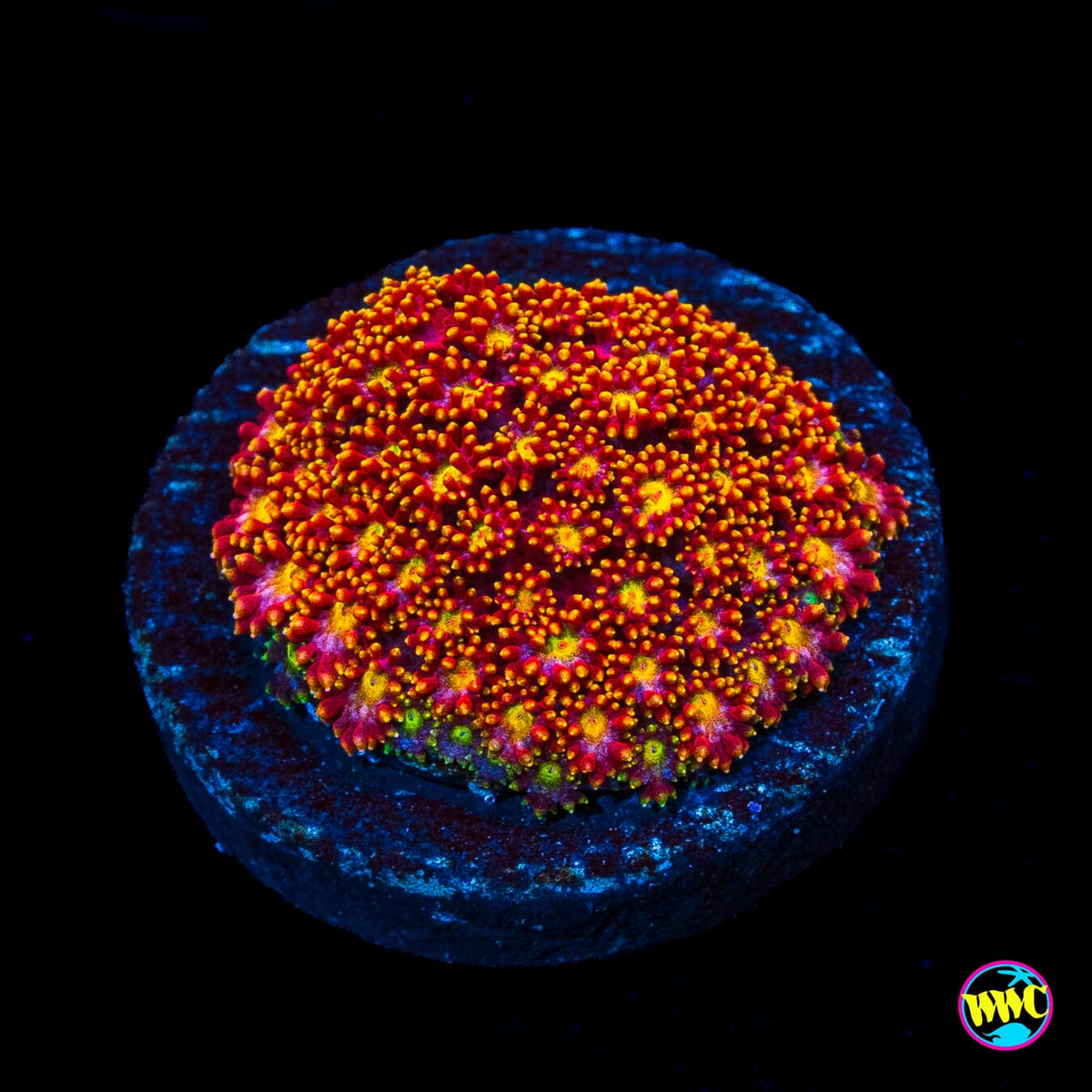 WWC Flame Tongue Micro Goniopora