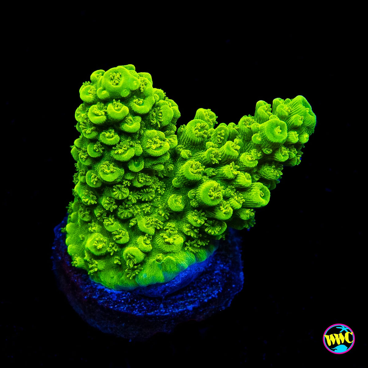 Green Slimer Acropora