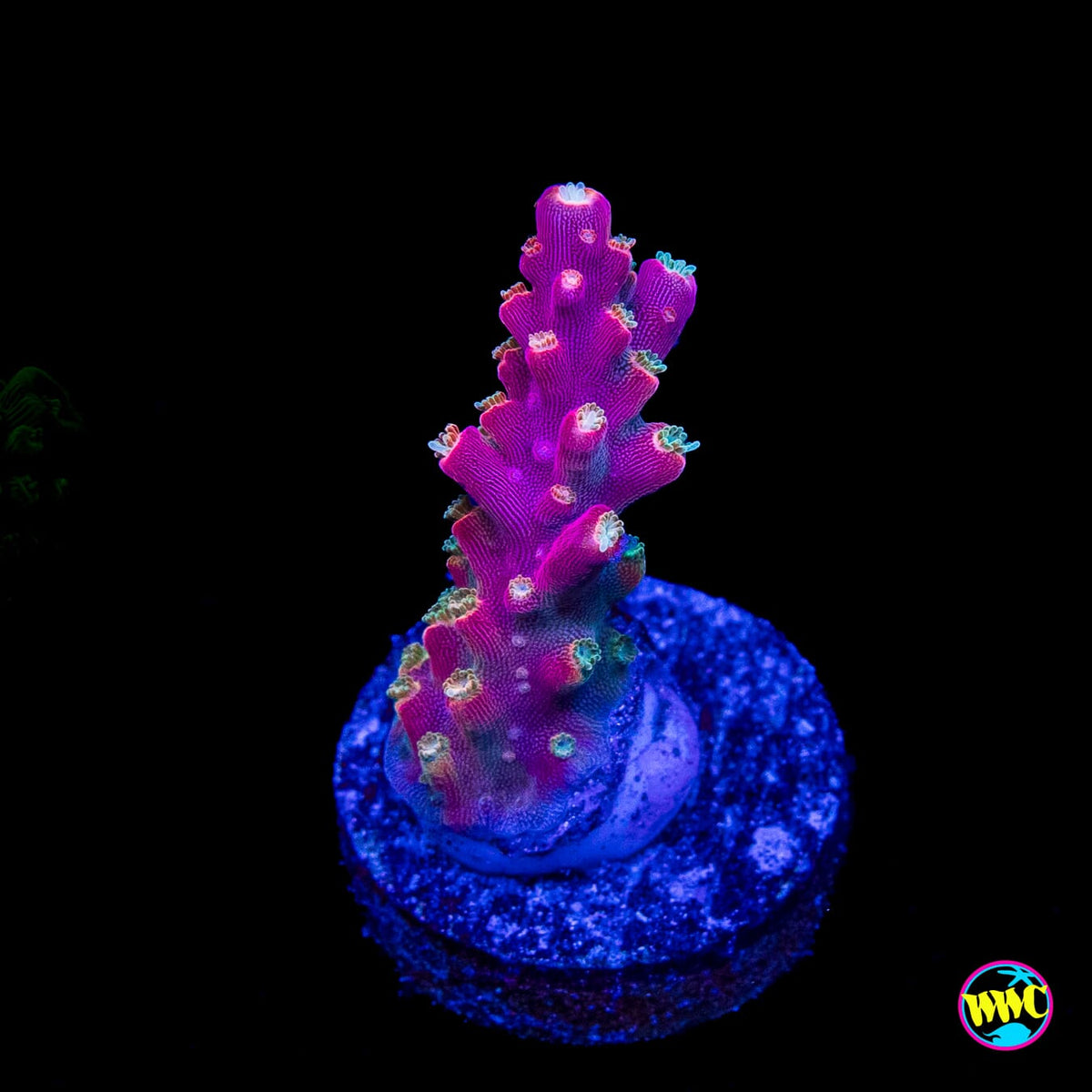 Jason Fox Shock Tart Acropora