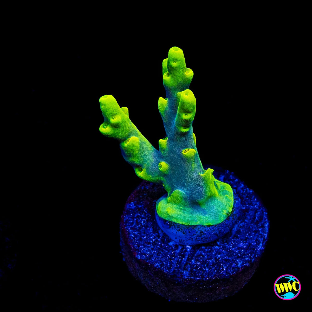 WWC Yodaz Acropora