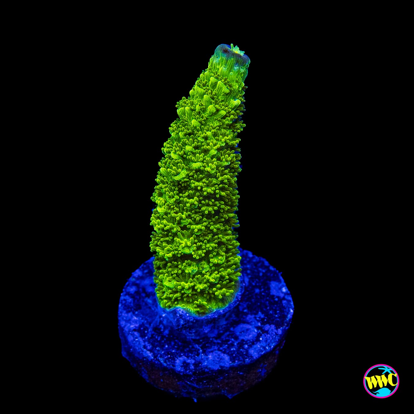 WWC Sloth Acropora