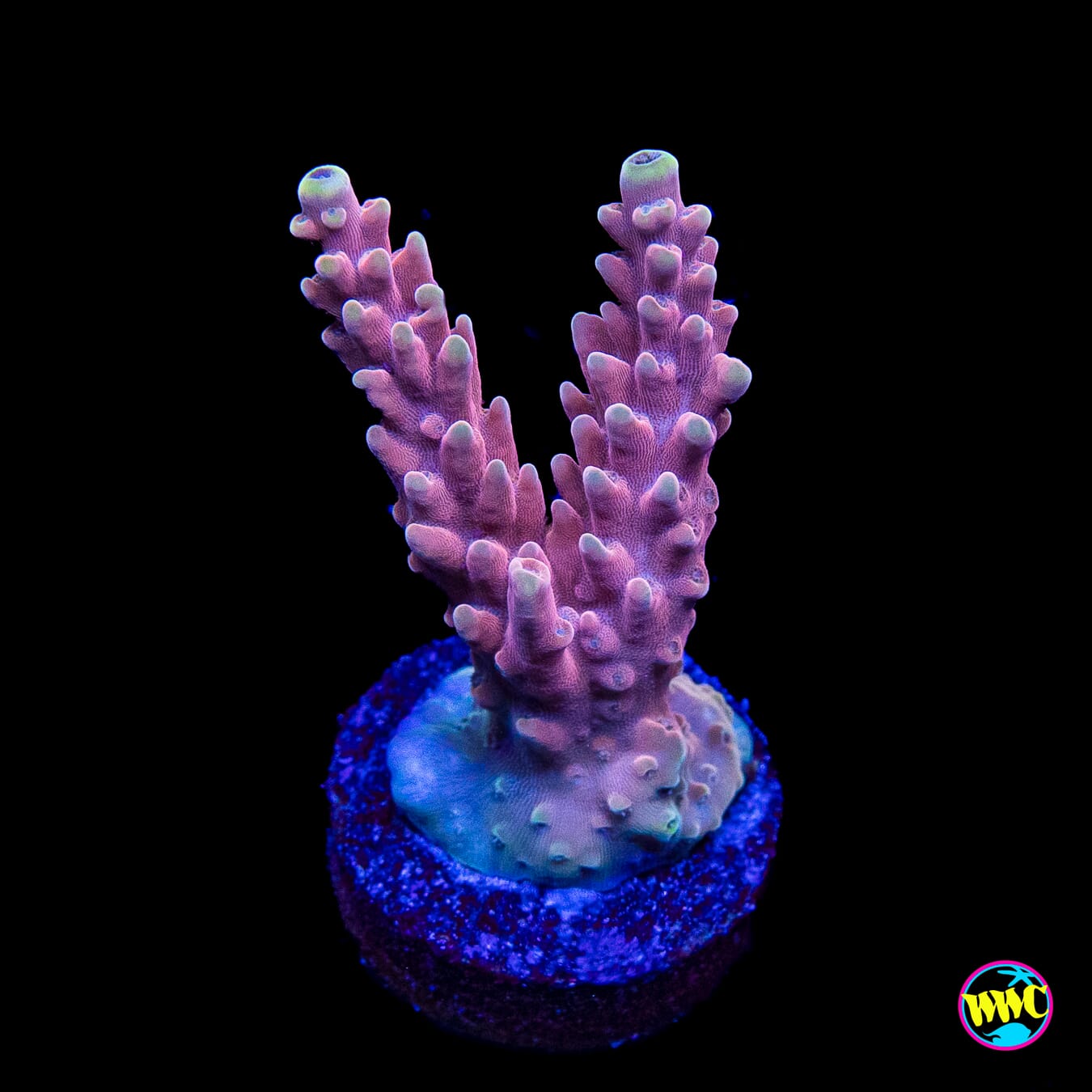 WWC Inner Planet Acropora