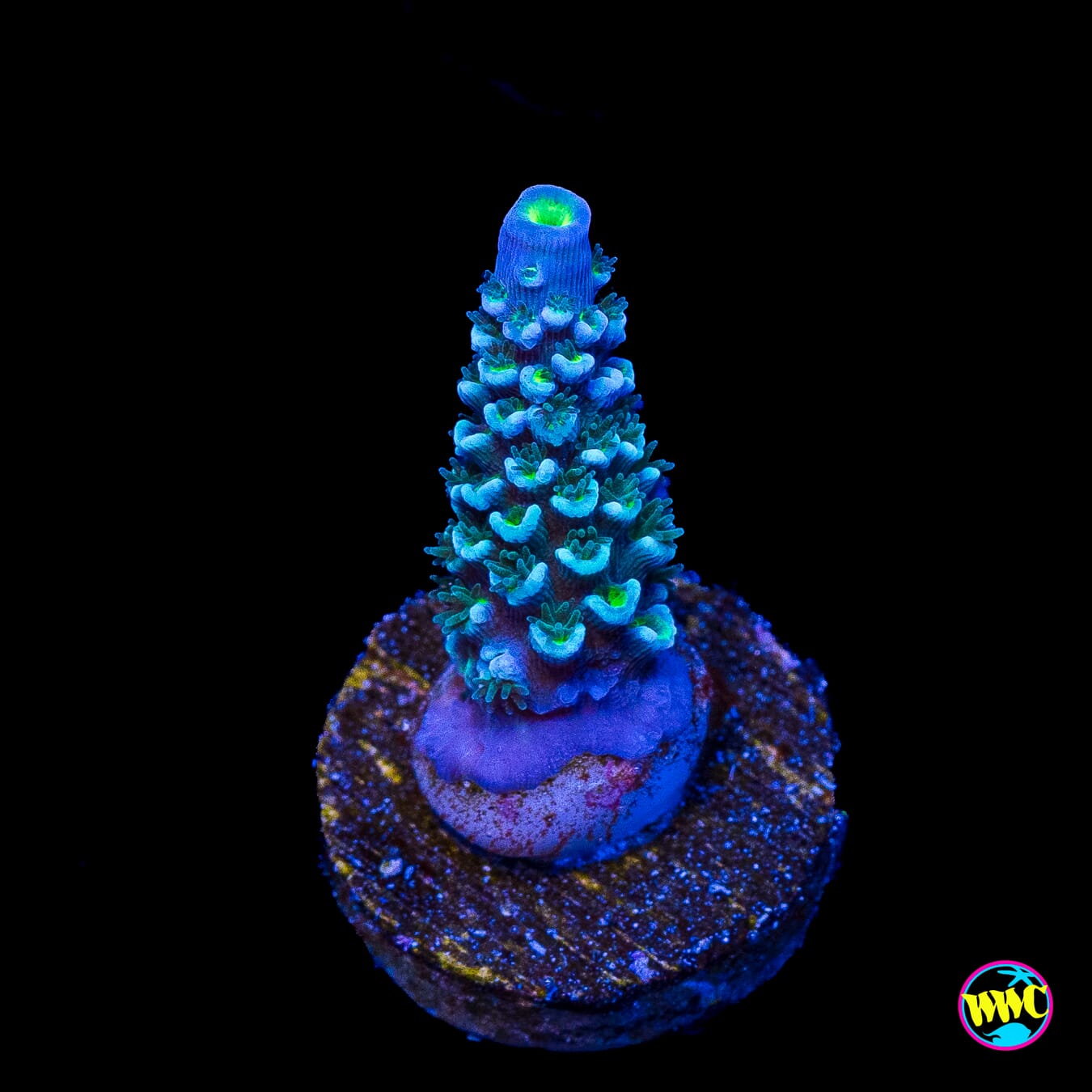 WWC Man on the Moon Hoeksemai Acropora