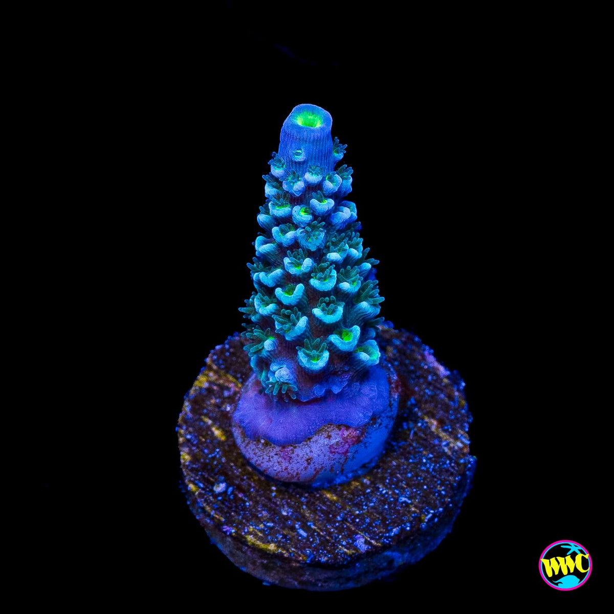 WWC Man on the Moon Hoeksemai Acropora