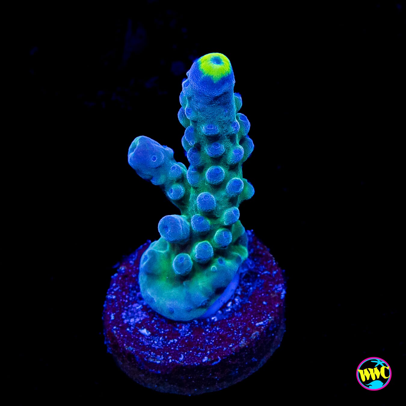 WWC Yellow Tips Austera Acropora