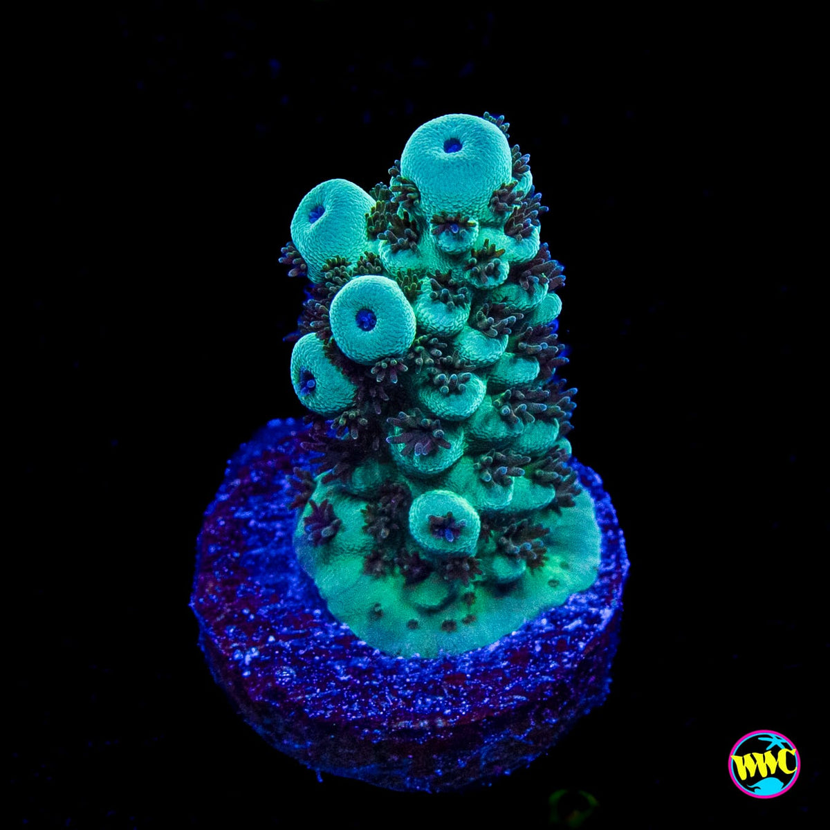 WWC Cookie Monster Acropora