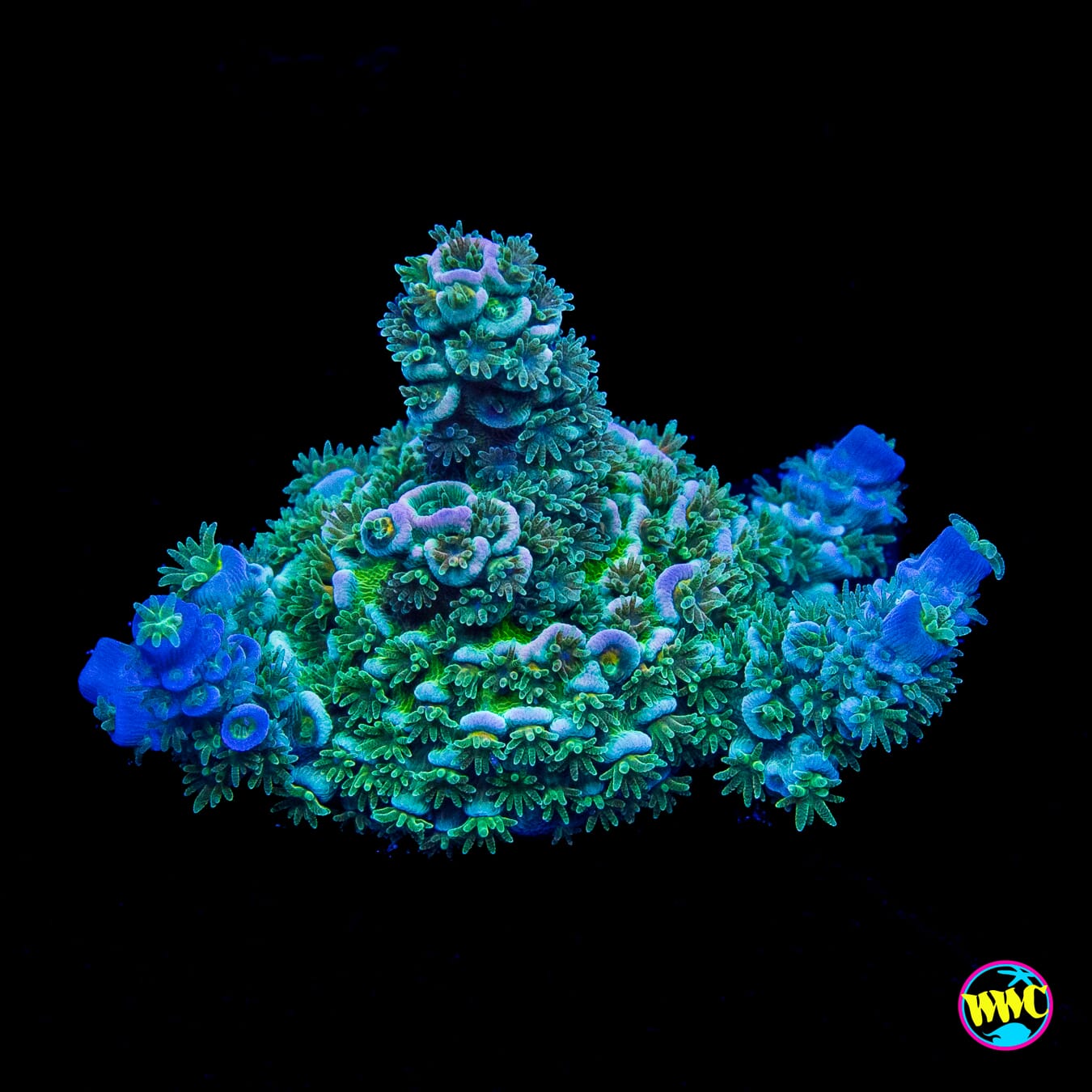 WWC New Frontier Tenuis Acropora