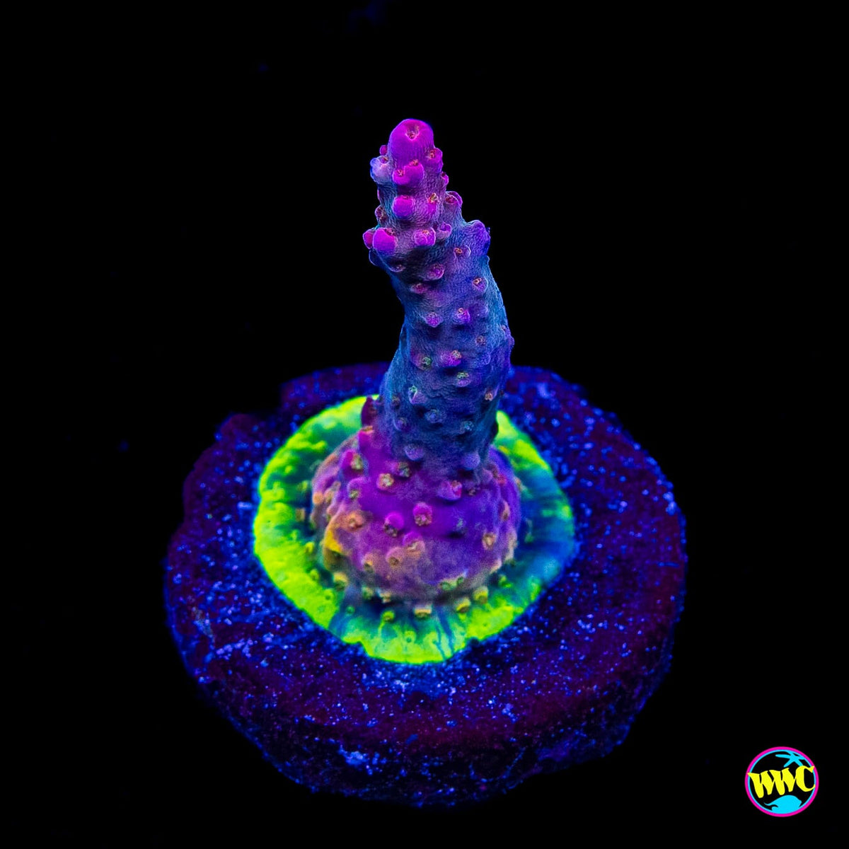 WWC Grizzly Adams Acropora