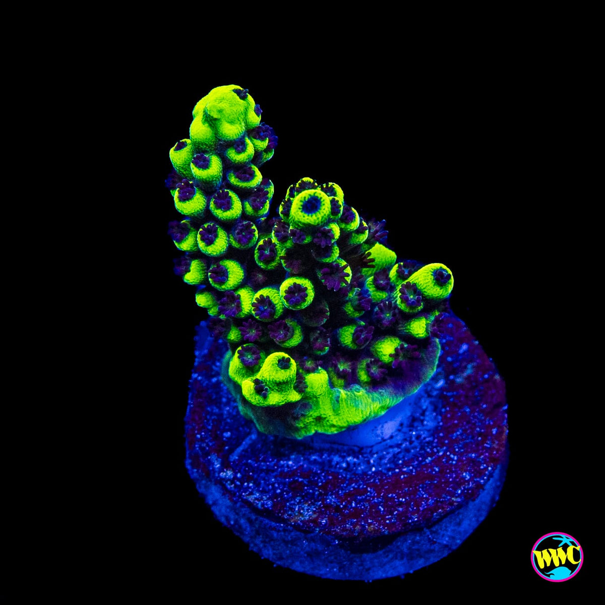 WWC Goblin Acropora