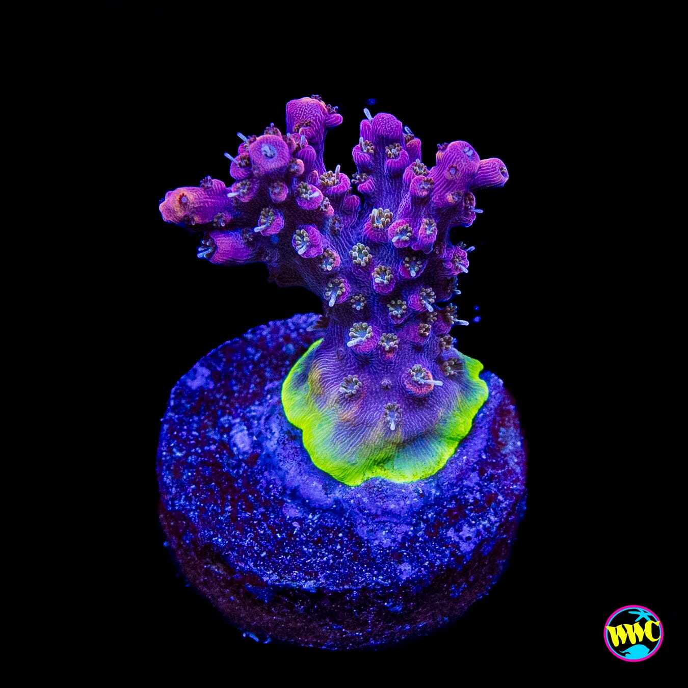 WWC Grizzly Adams Acropora