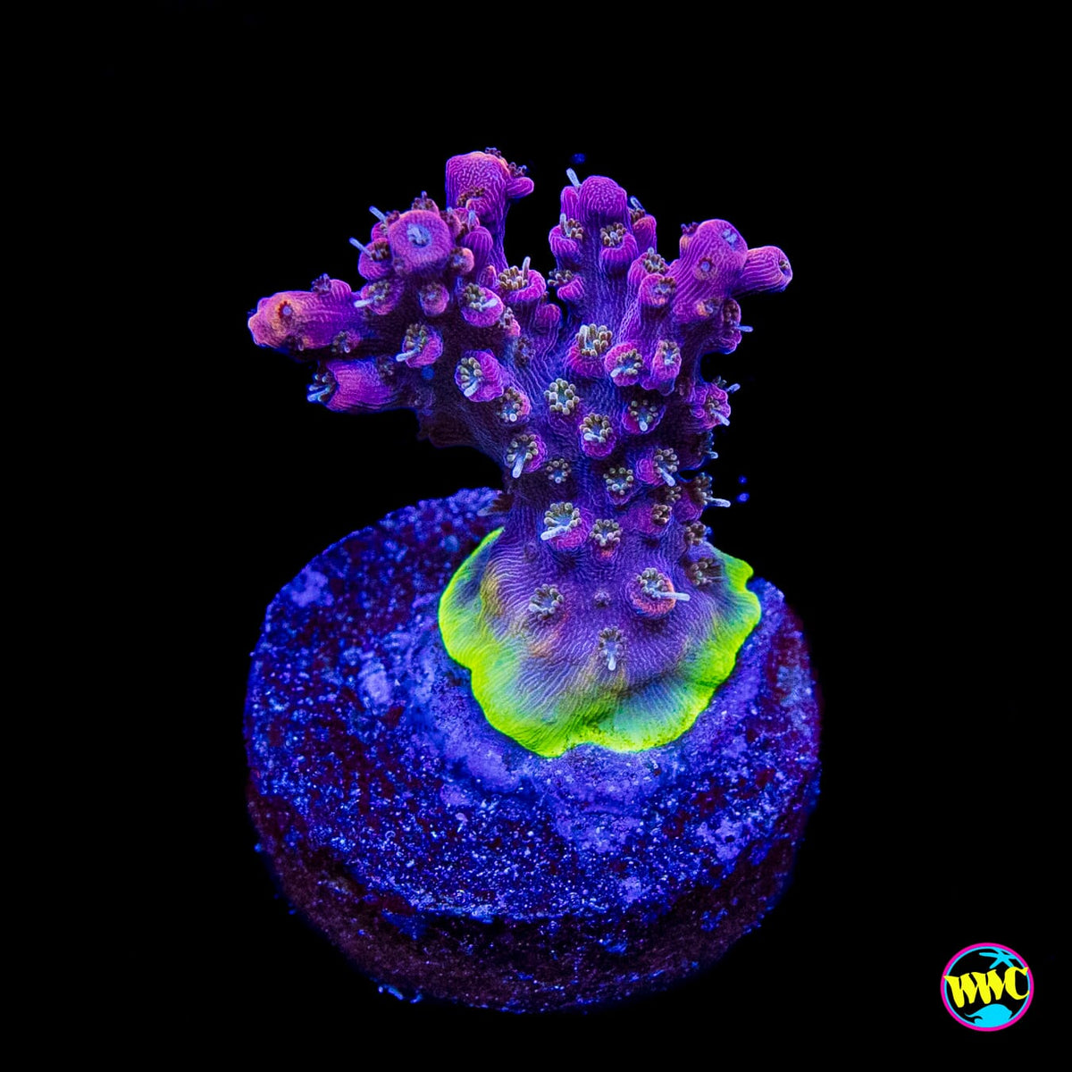 WWC Grizzly Adams Acropora