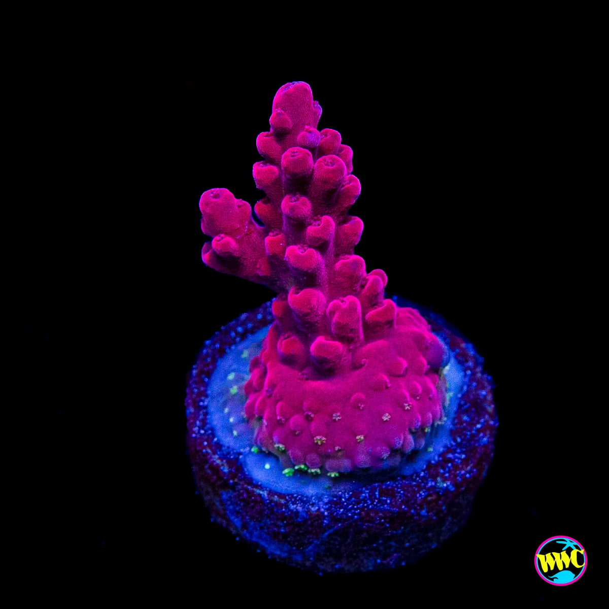 WWC Deep Purple Acropora