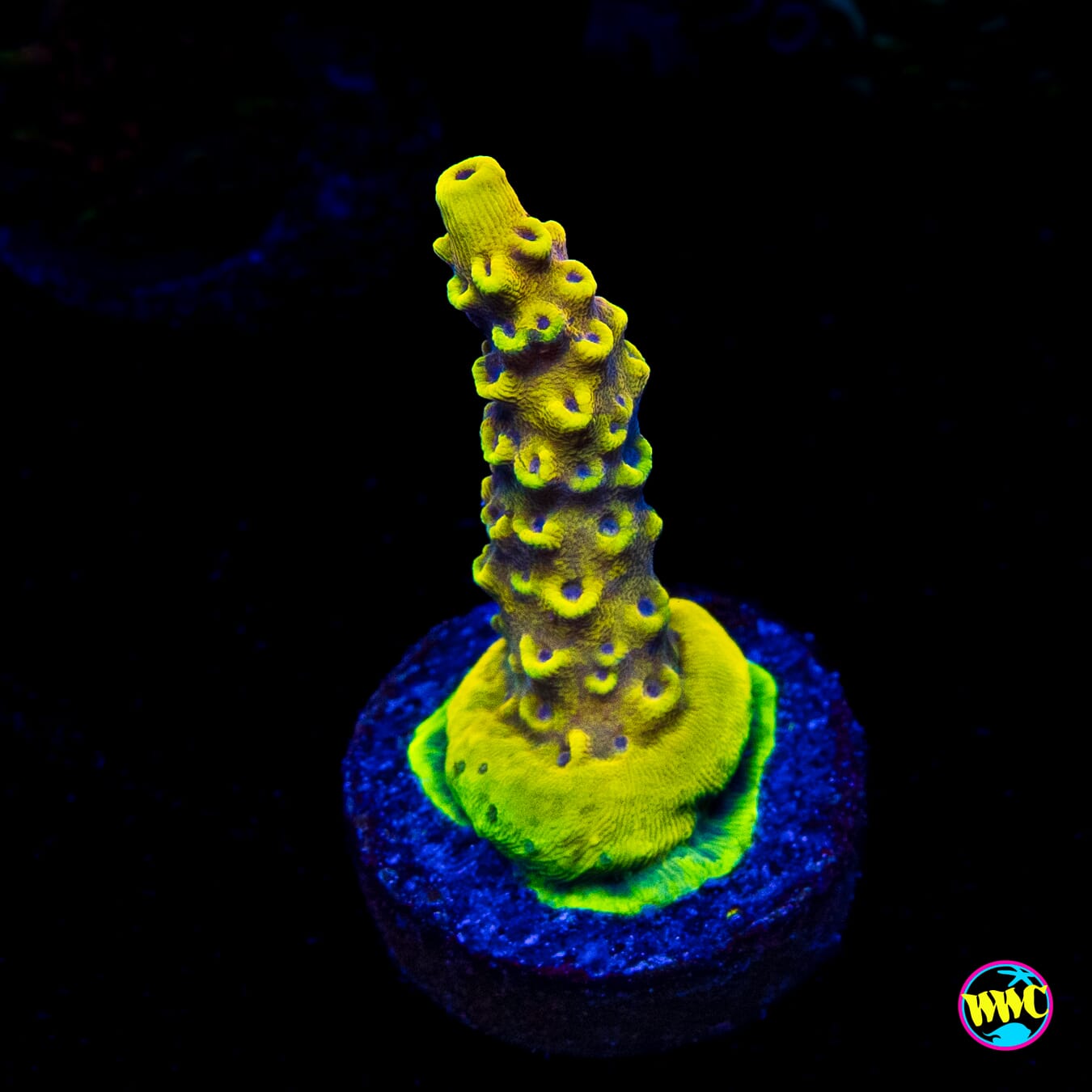 WWC Yellow Fever Acropora