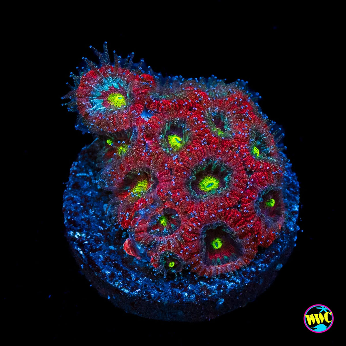 Holiday Micromussa