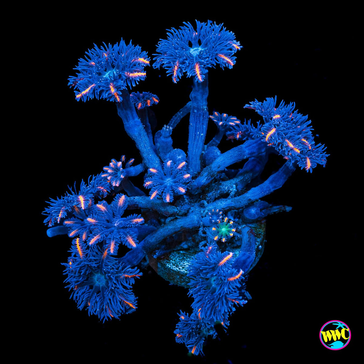 WWC Florida Squeeze Clove Polyps