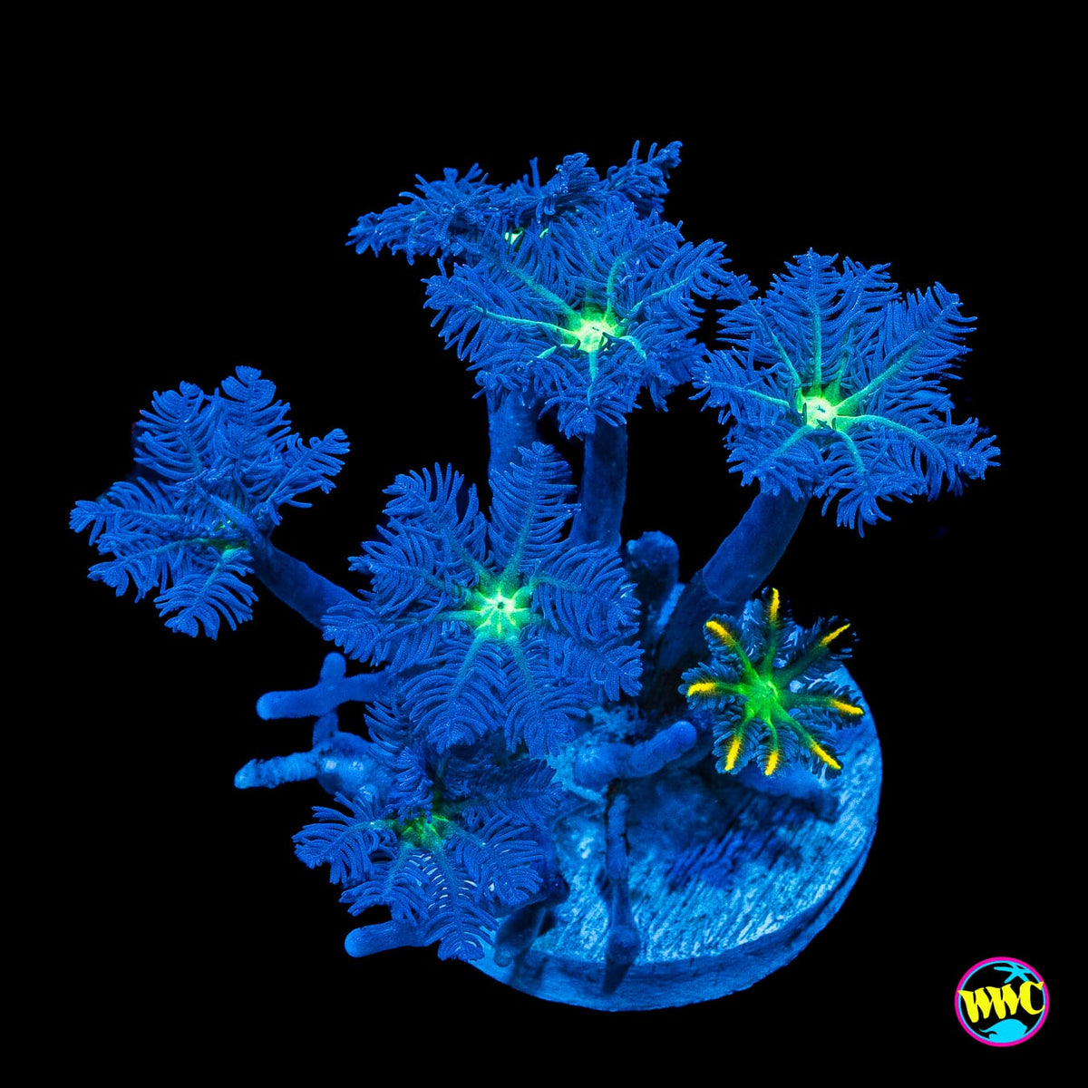 Neon Clove Polyps
