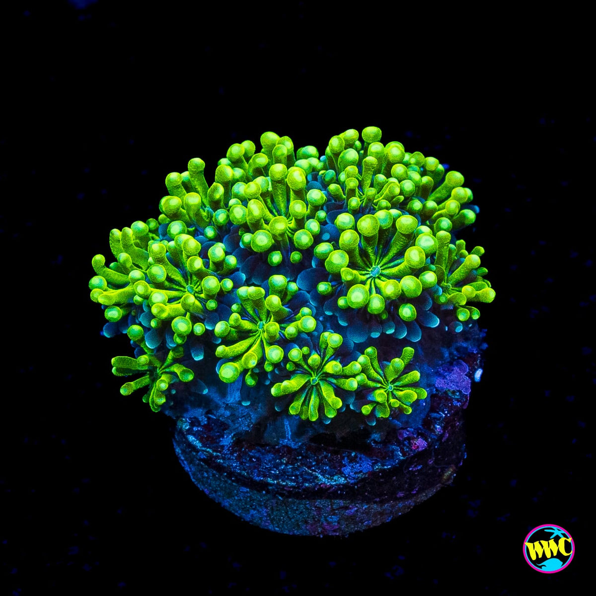 WWC Lemonade Galaxea