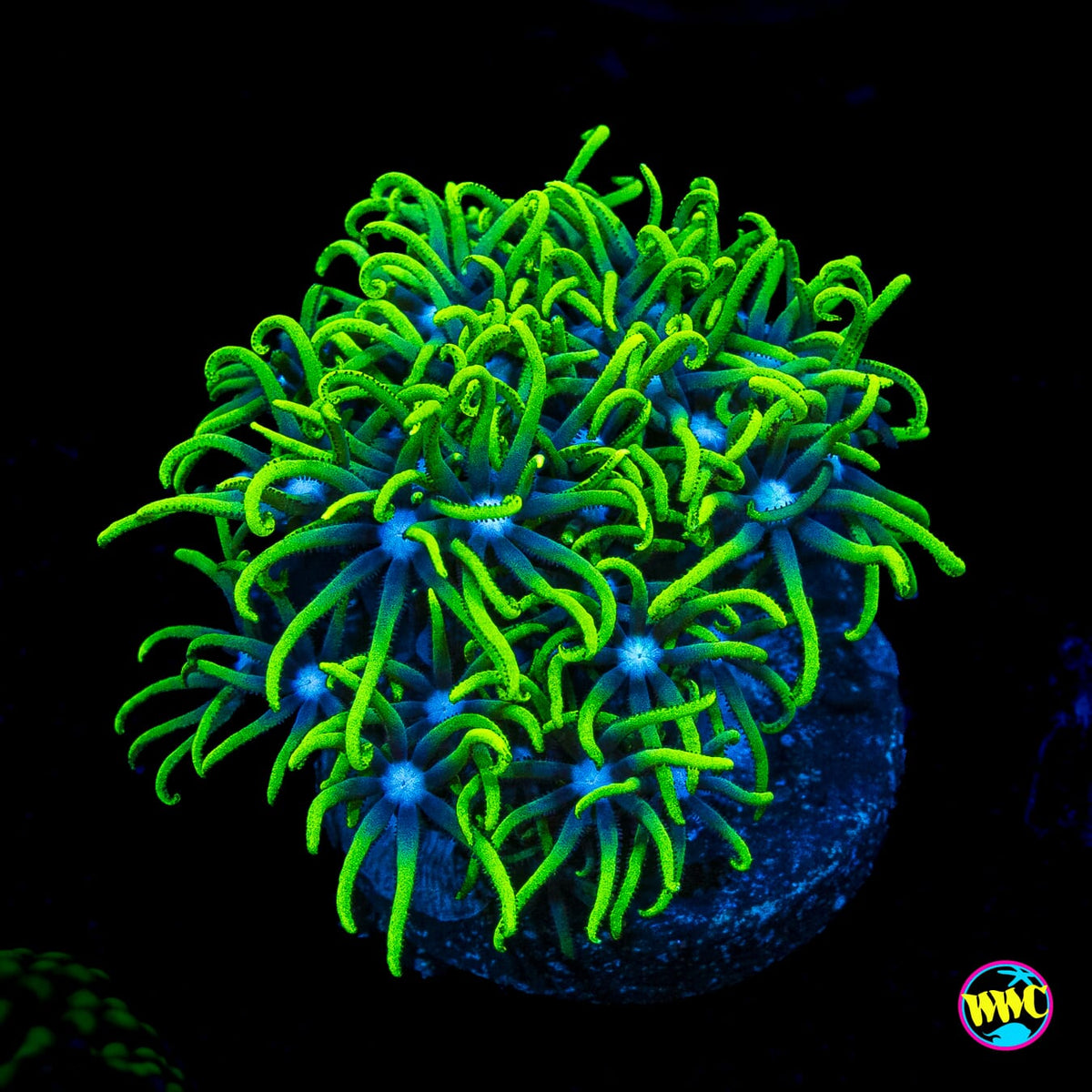 Neon Green Star Polyps