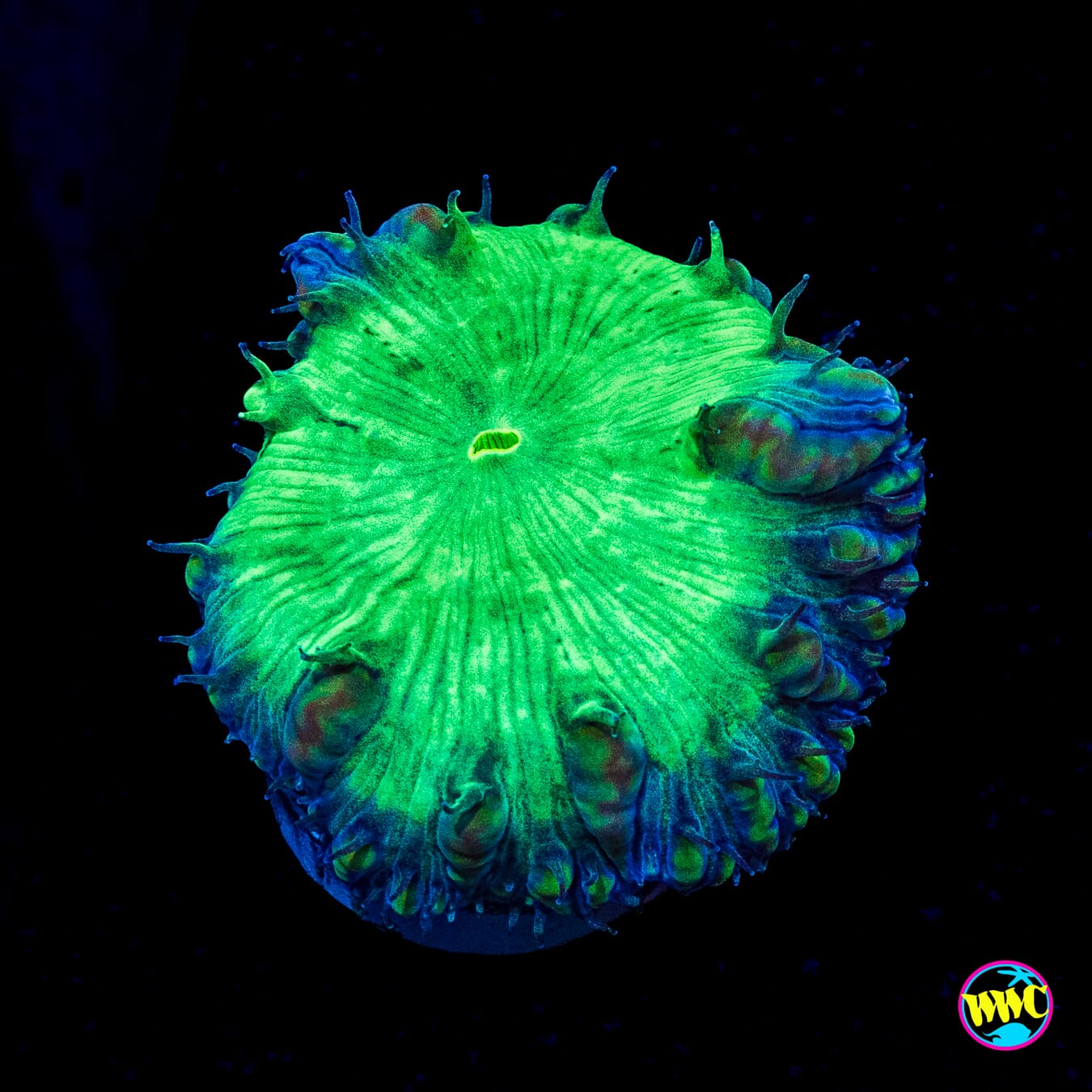 Dragon Punch Blastomussa