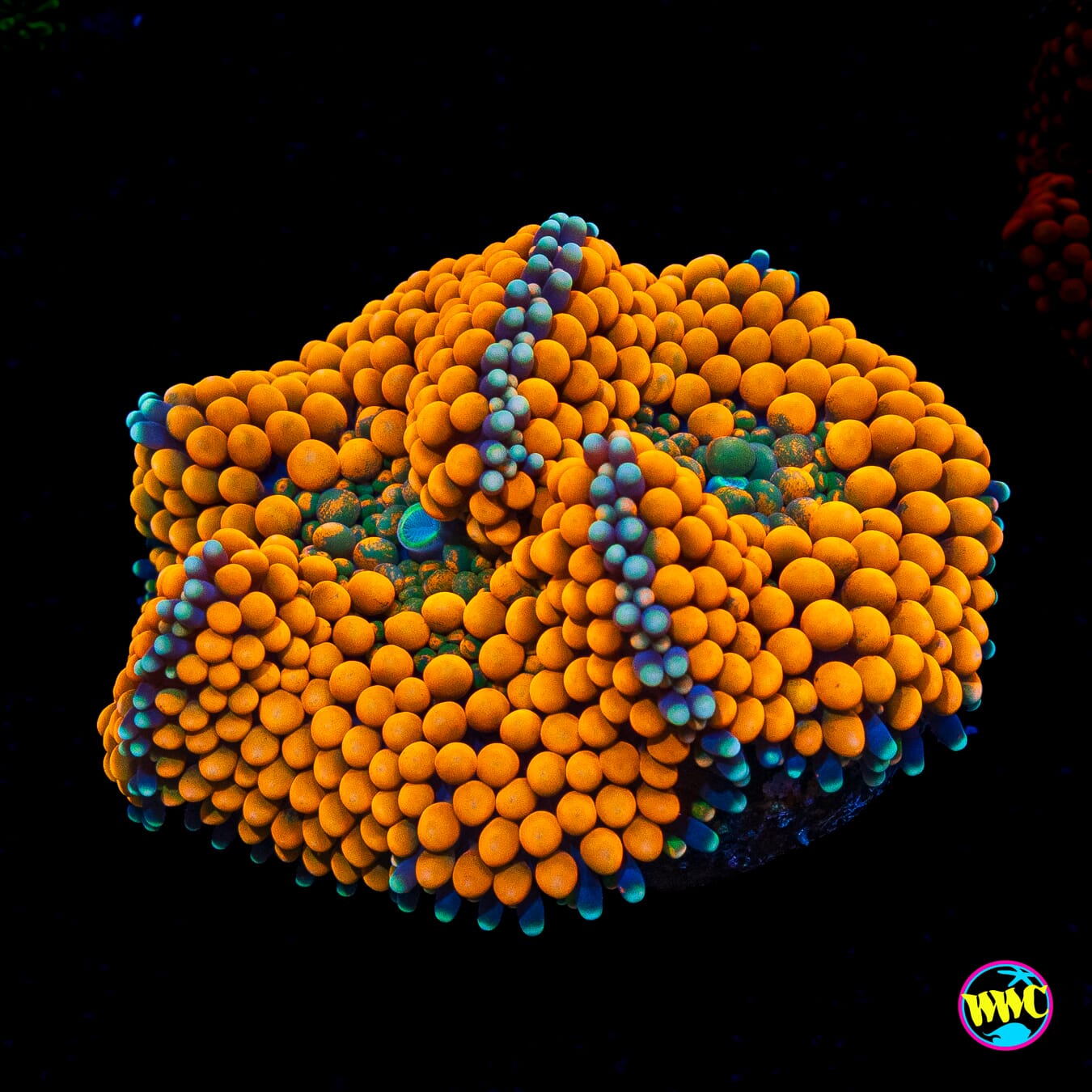 Fresh Squeezed Ricordea Mushroom