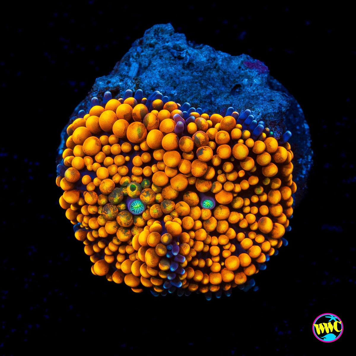 Fresh Squeezed Ricordea Mushroom