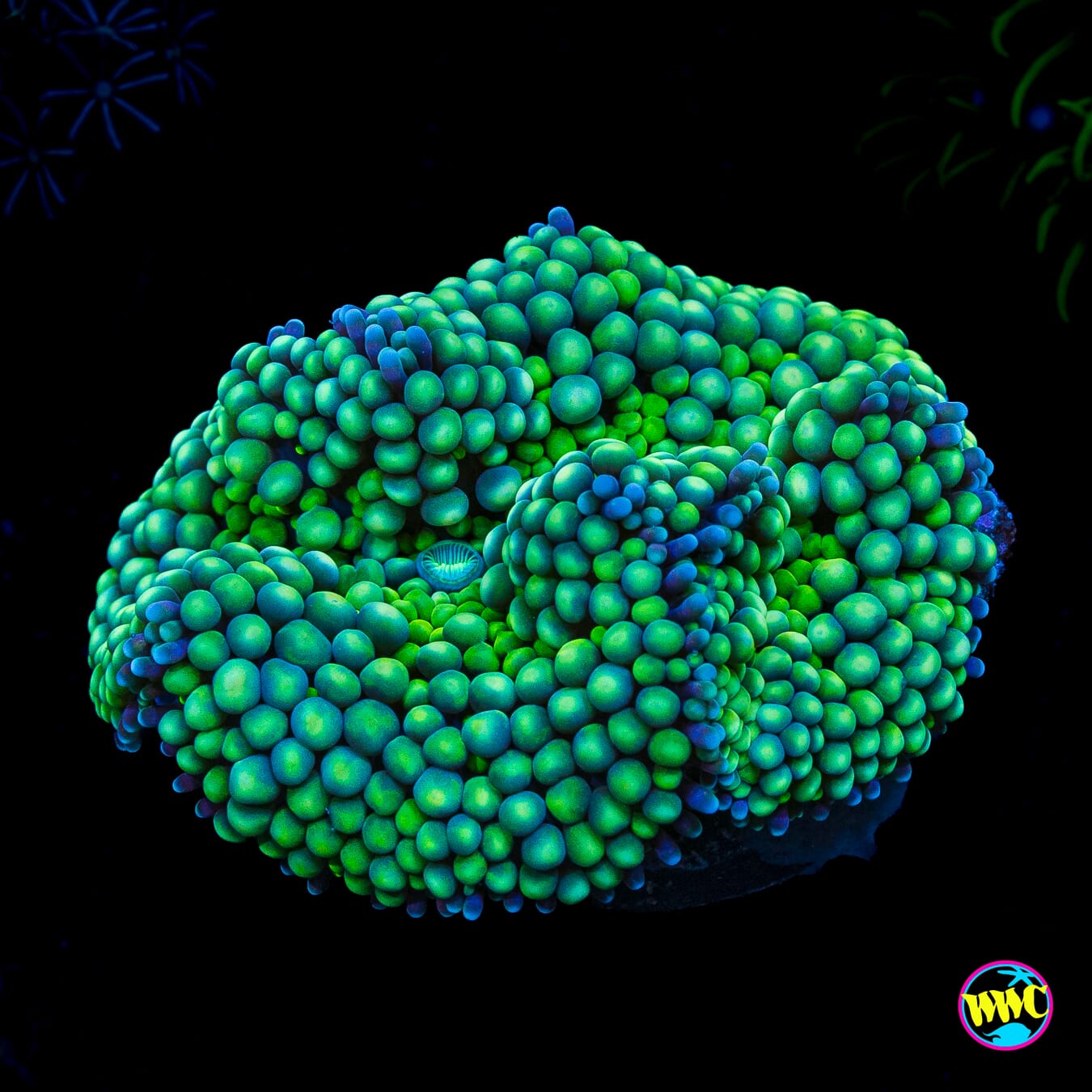 Sour Willy Ricordea Mushroom