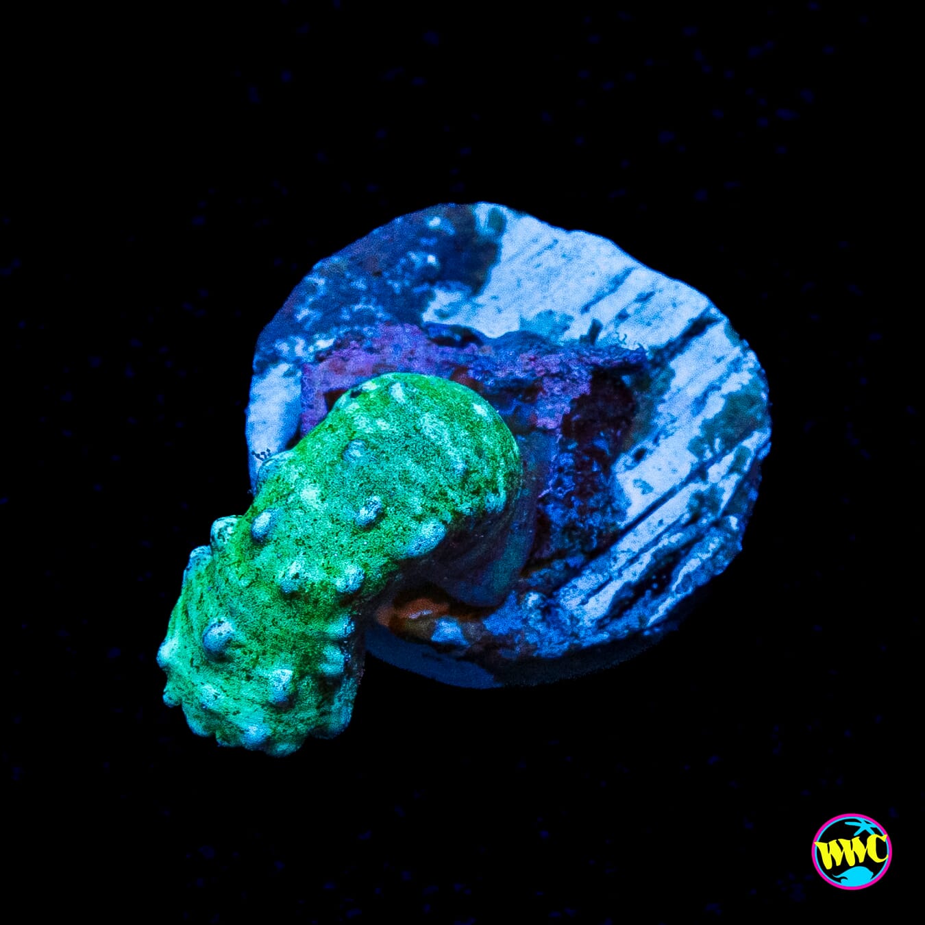 WWC Green Snake Polyp