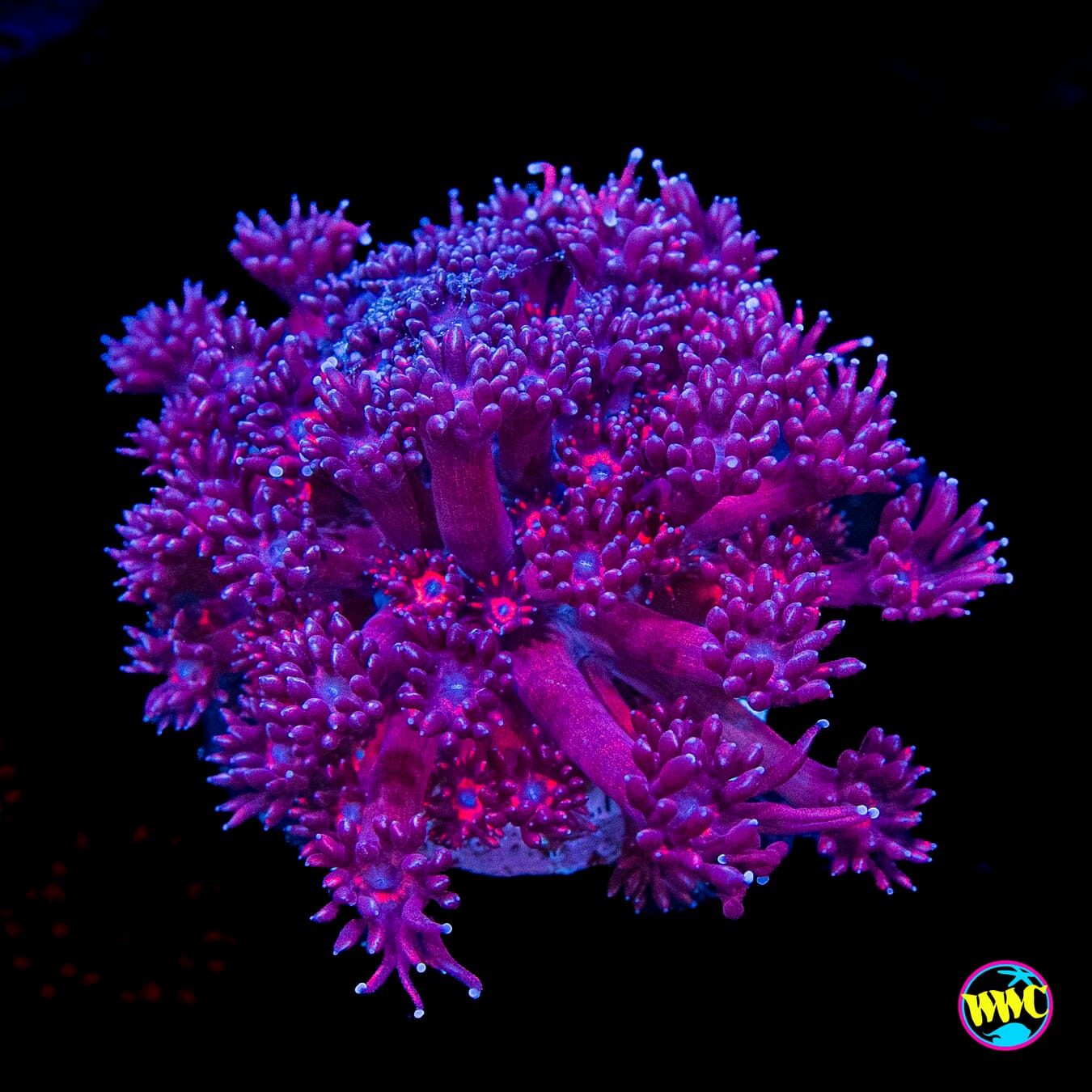 Pink Flamingo Goniopora