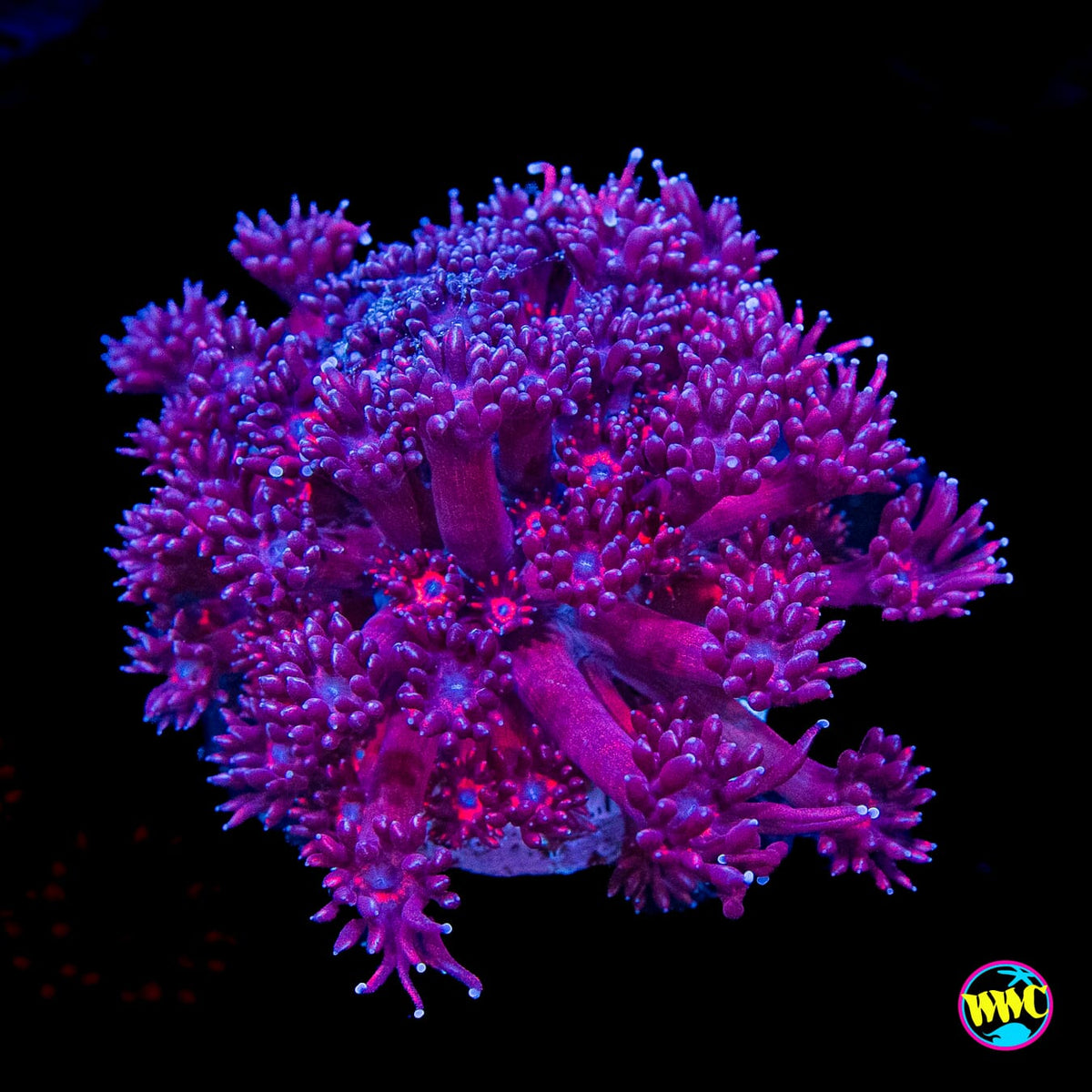 Pink Flamingo Goniopora