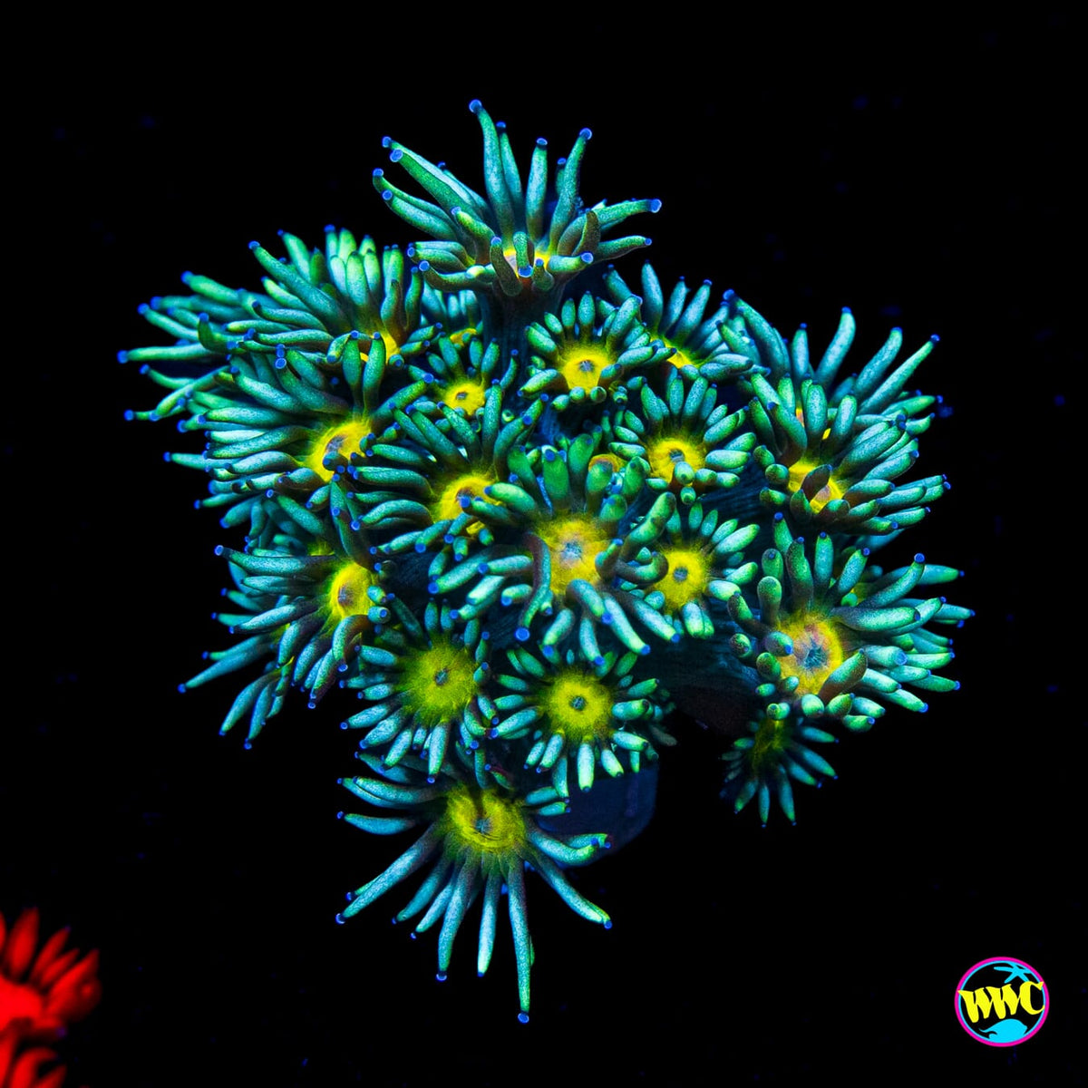 Lemon Head Goniopora