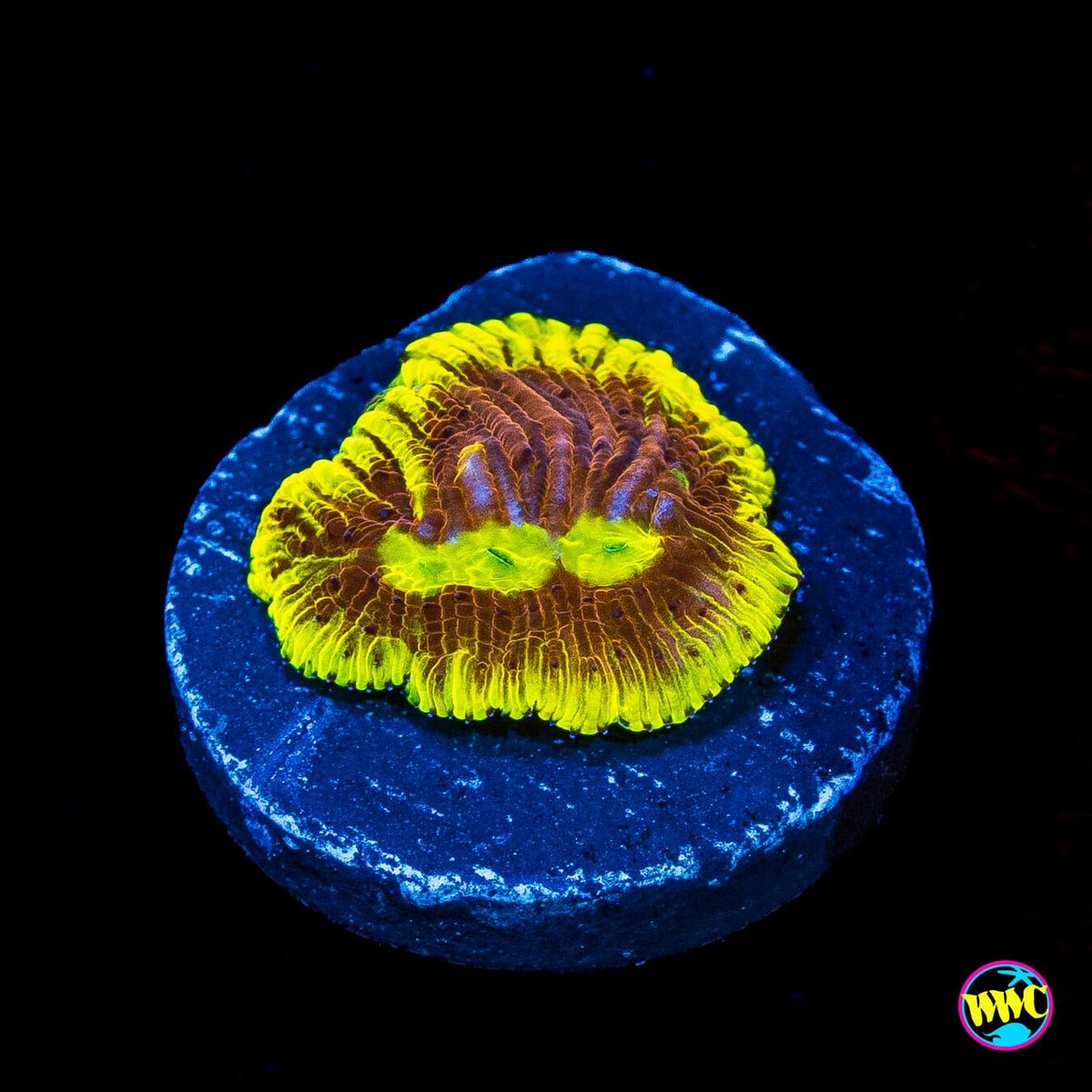 WWC Henchman Diaseris