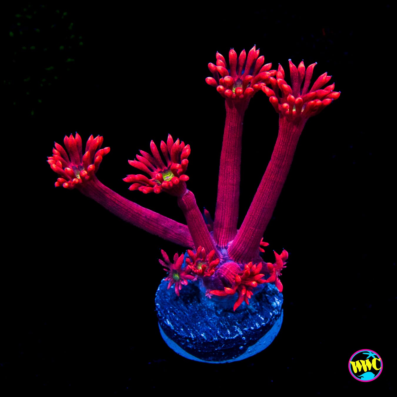 WWC Cherry Bonkerz Goniopora