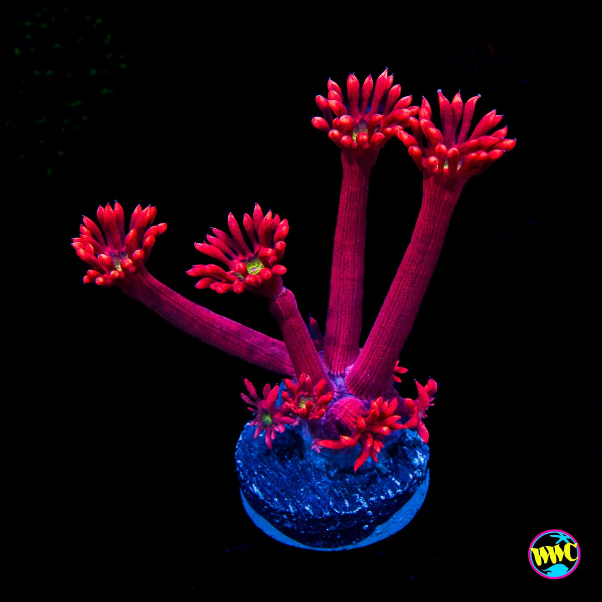 WWC Cherry Bonkerz Goniopora