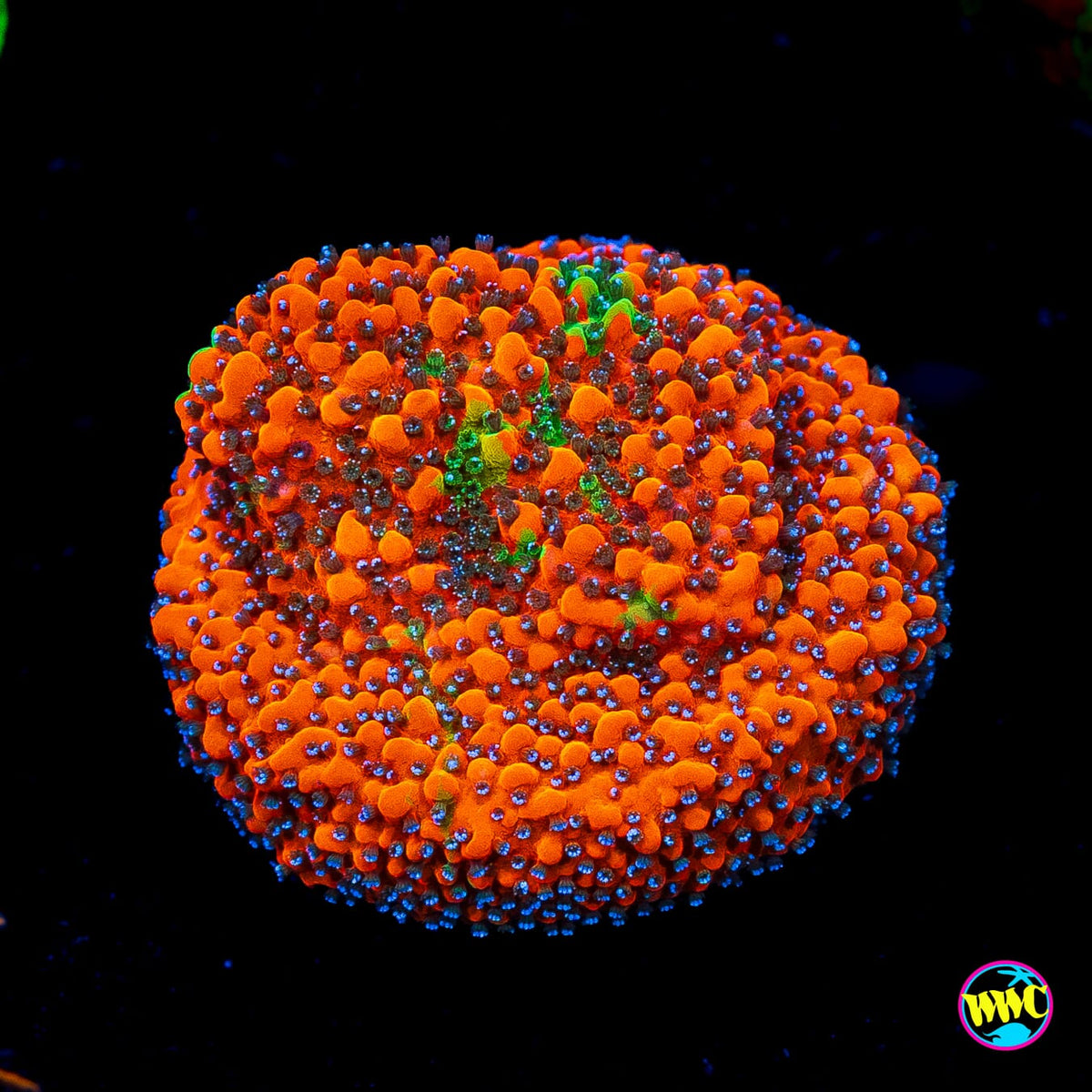 WWC Megachrome Montipora