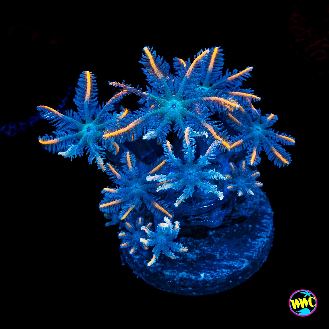 WWC Florida Squeeze Clove Polyps