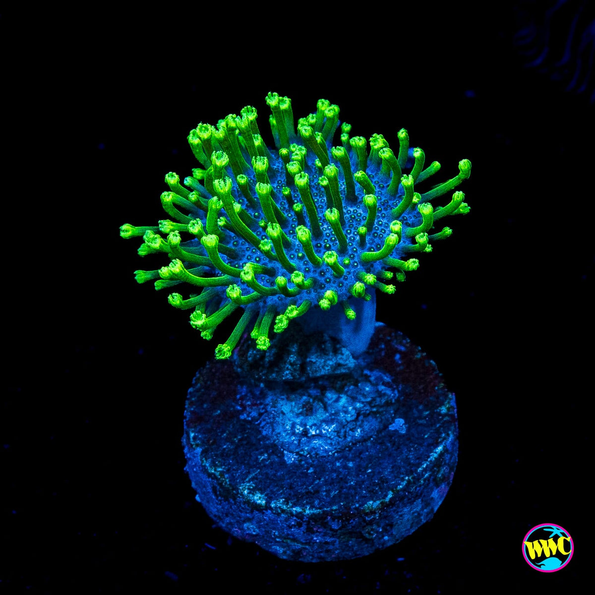 WWC Neon Polyp Toadstool Leather