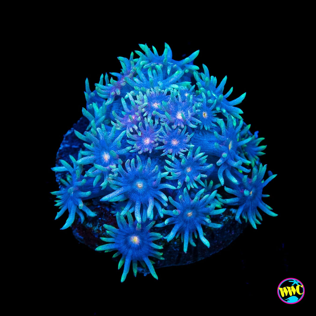 WWC Purple Parrot Goniopora