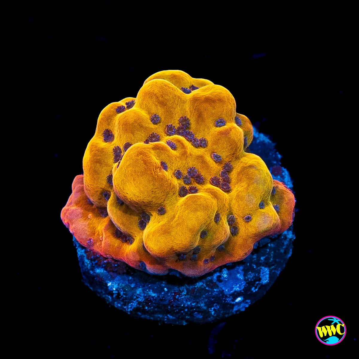 WWC Quicksand Montipora