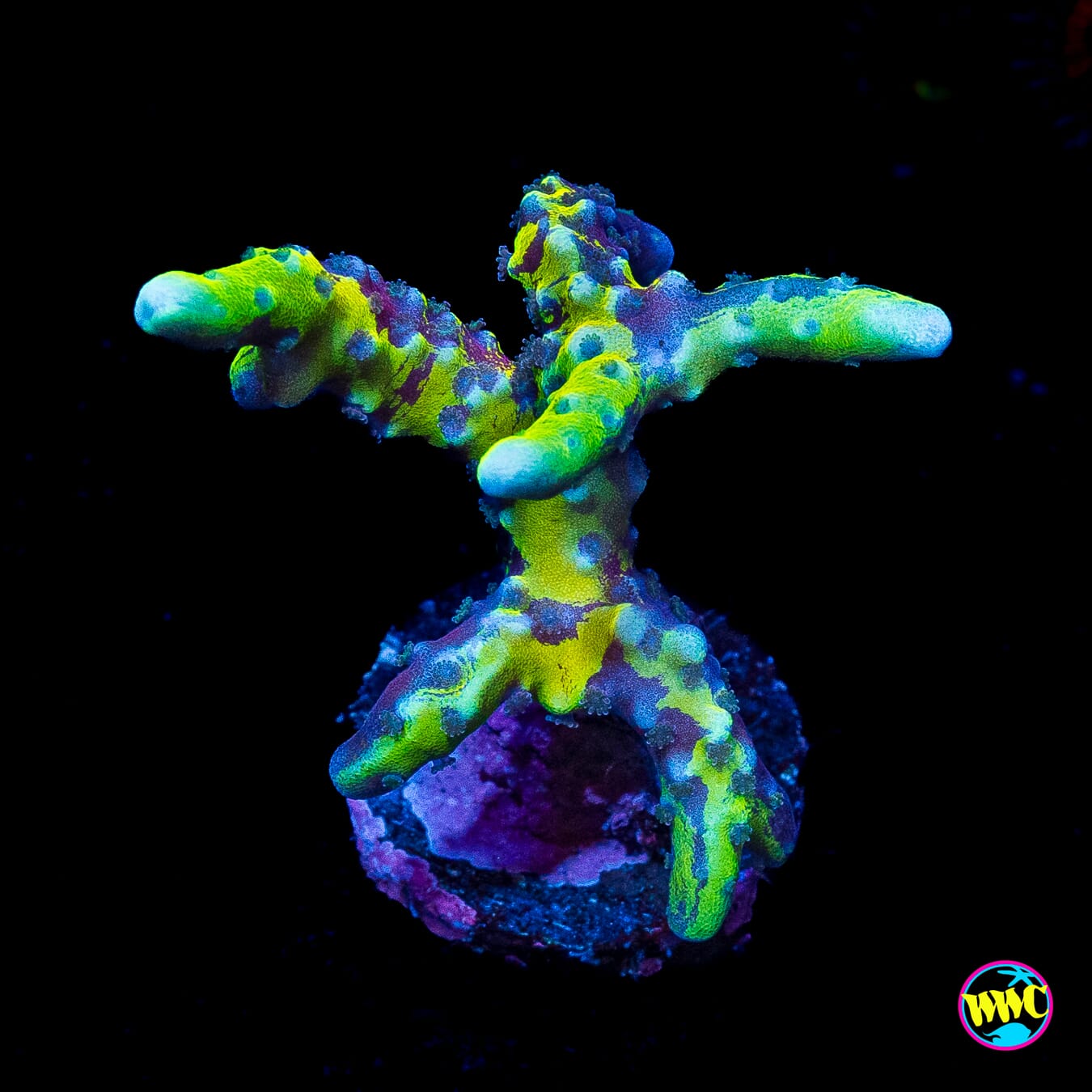 Grafted Goldenrod Anacropora