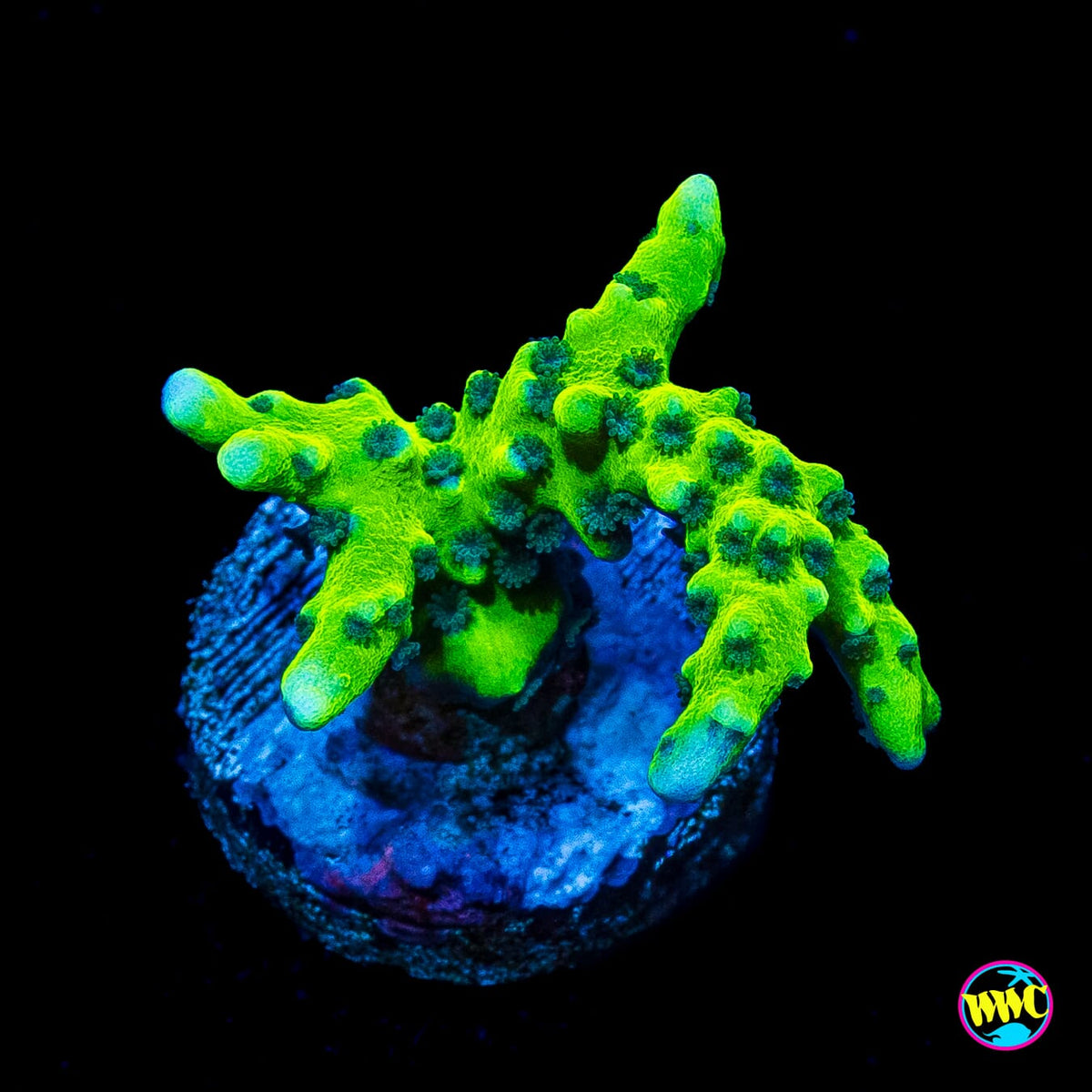 WWC Banana Hammock Anacropora