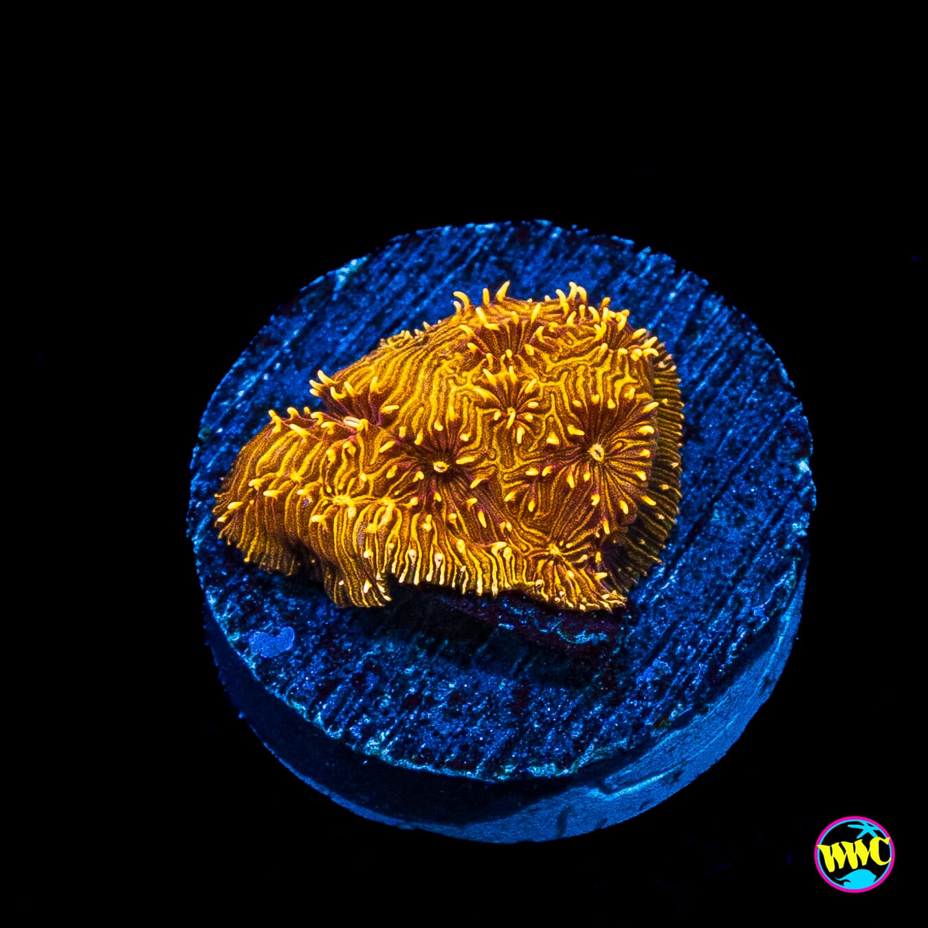 WWC Copper Pavona