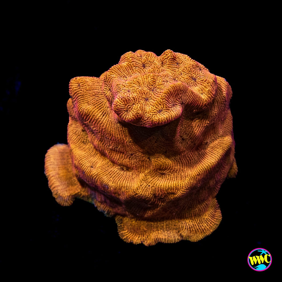 WWC BBQ Chip Leptoseris