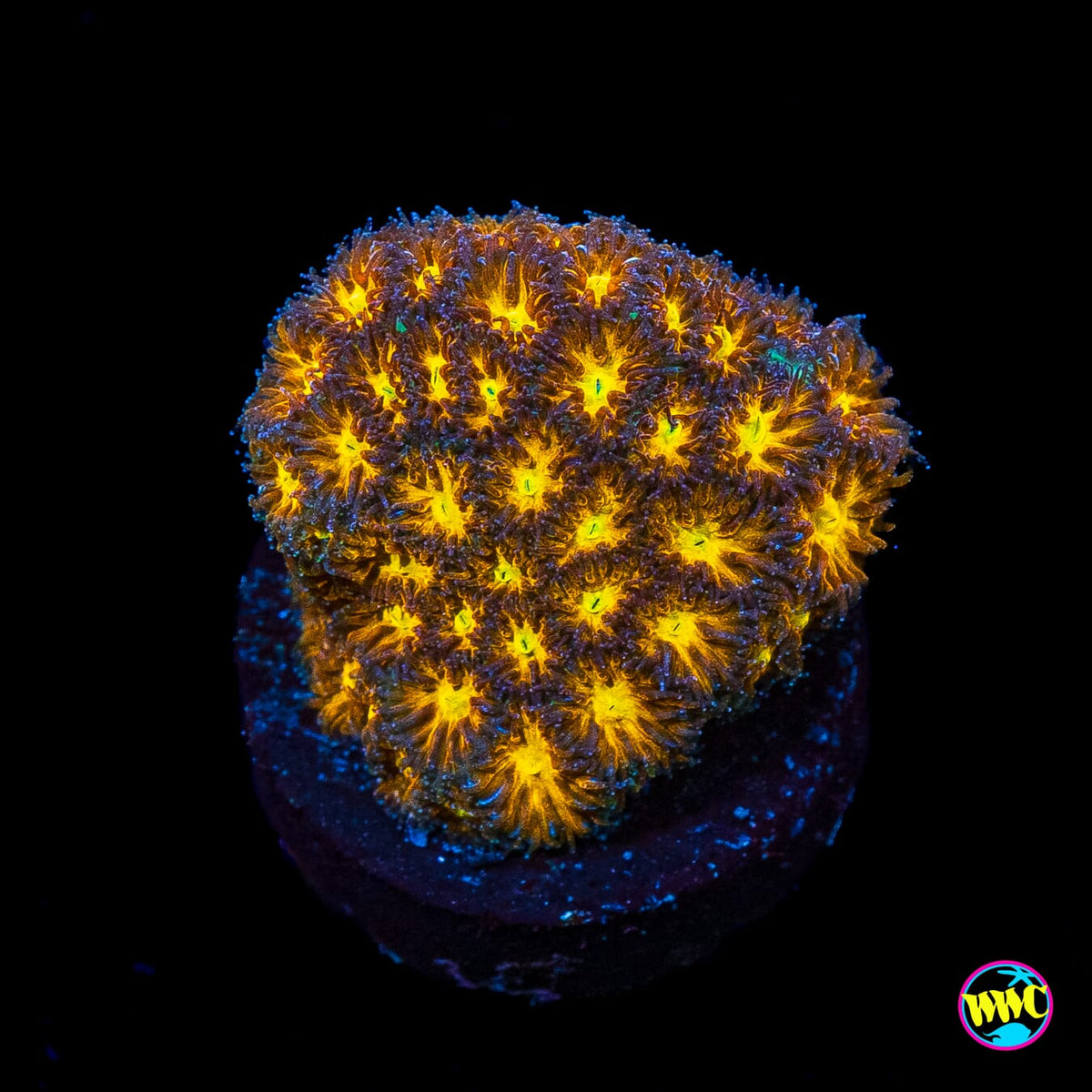 WWC Honeycomb Leptastrea