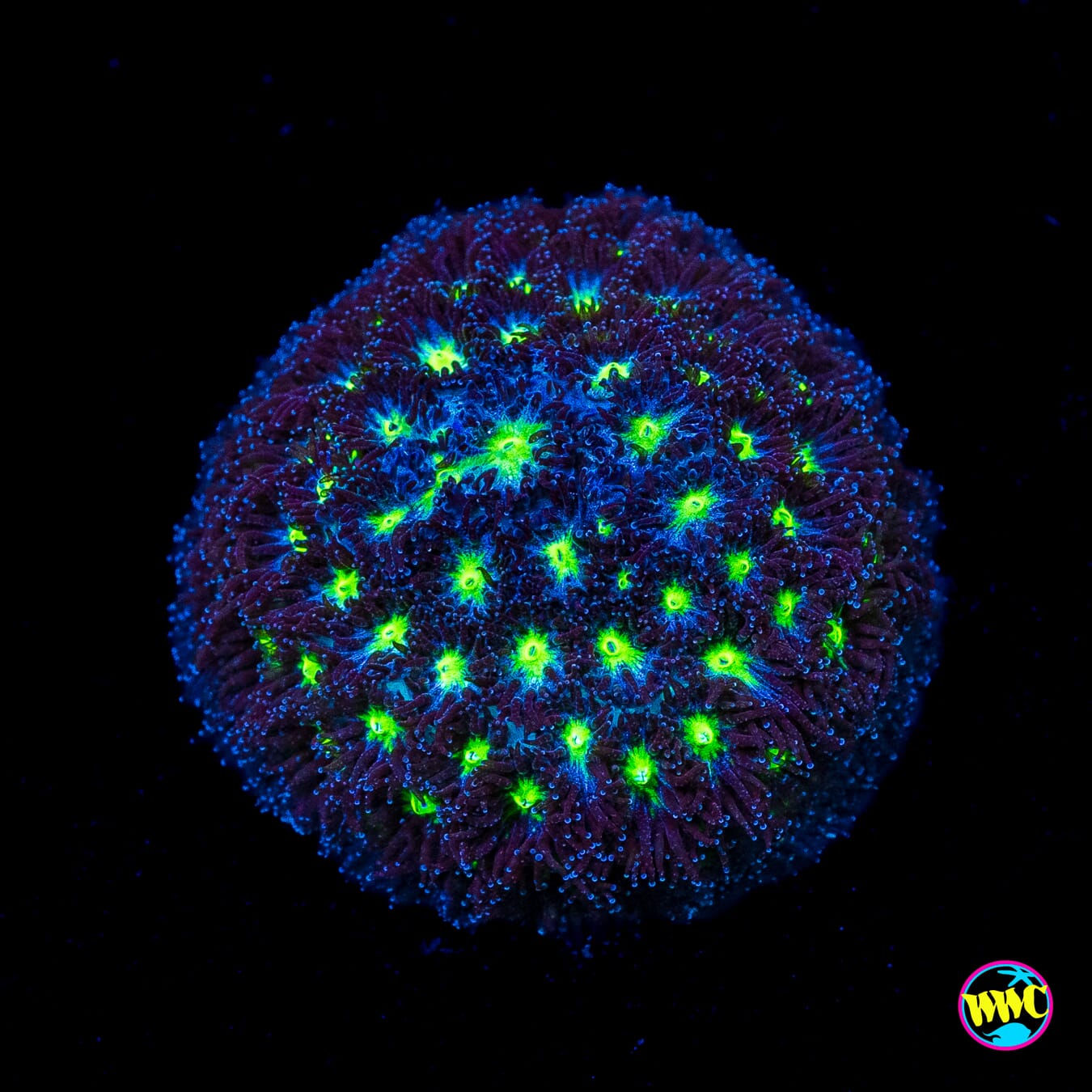 WWC Spooky Leptastrea