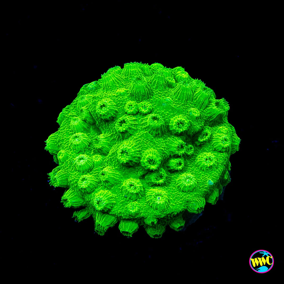 WWC Lime Green Cyphastrea